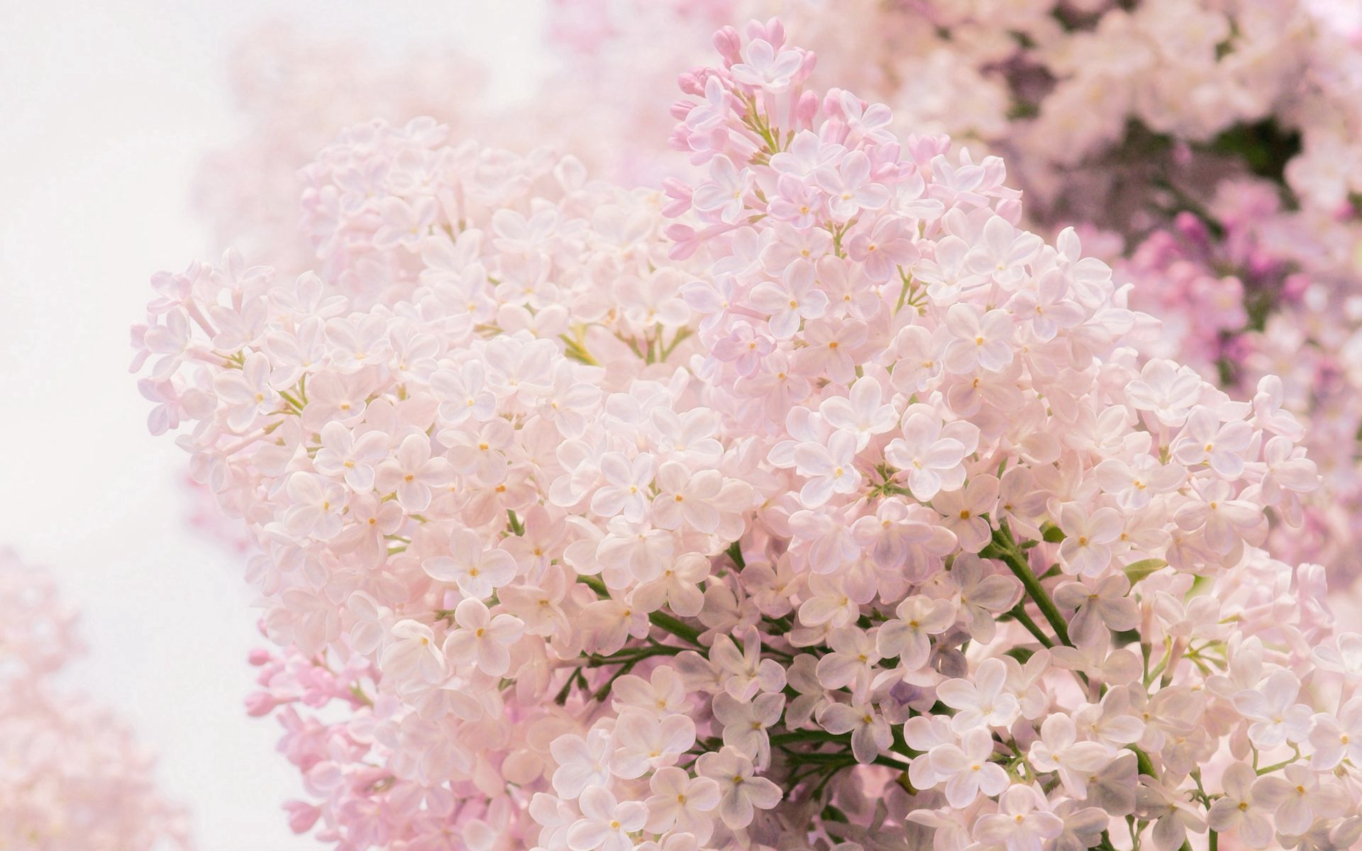 lilac, flowers, close up, branch, spring