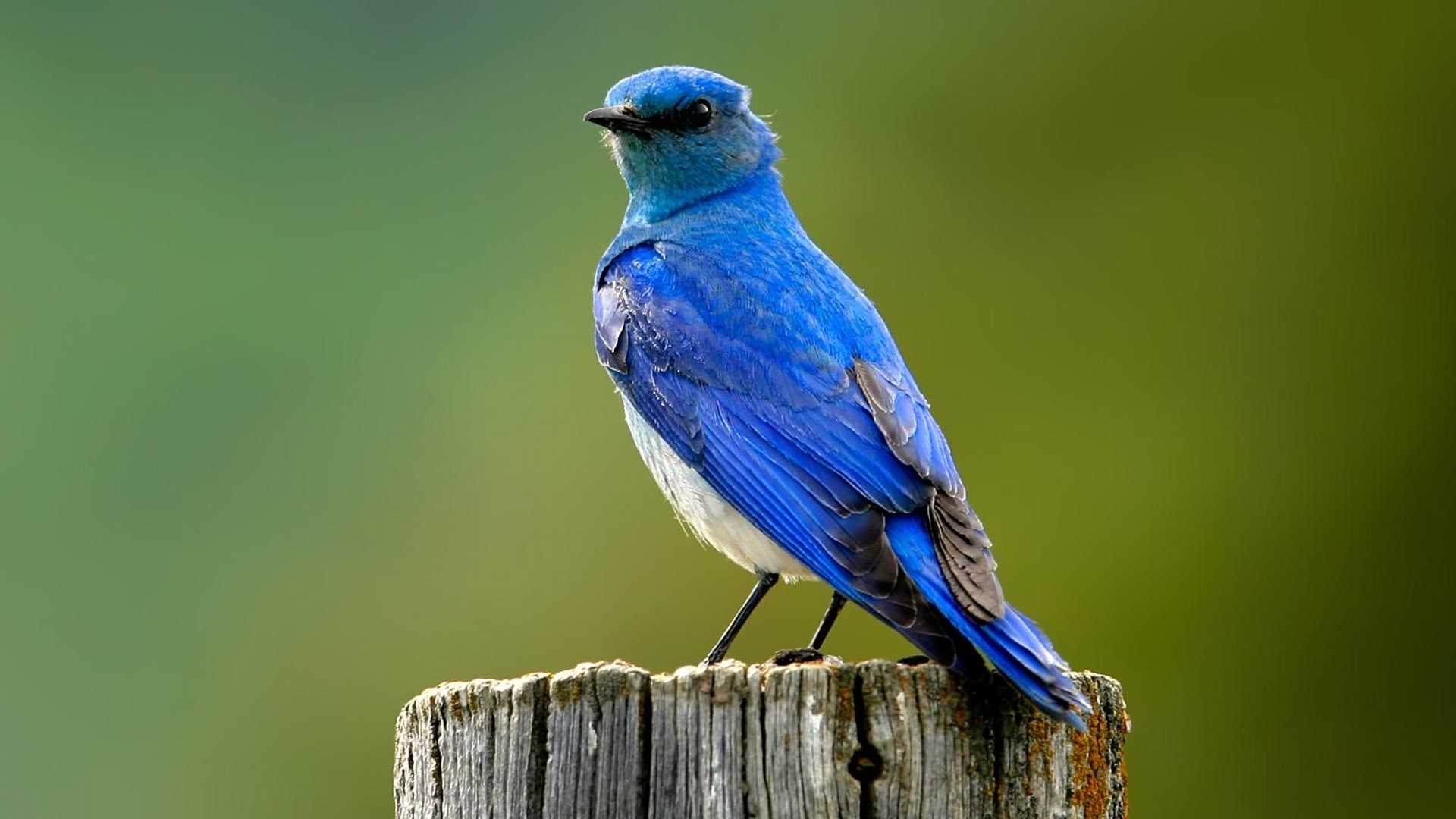 Baixar papel de parede para celular de Animais, Aves, Pássaro gratuito.