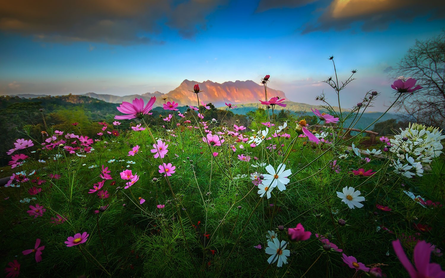 Download mobile wallpaper Landscape, Grass, Mountain, Flower, Earth, Spring, Cosmos for free.