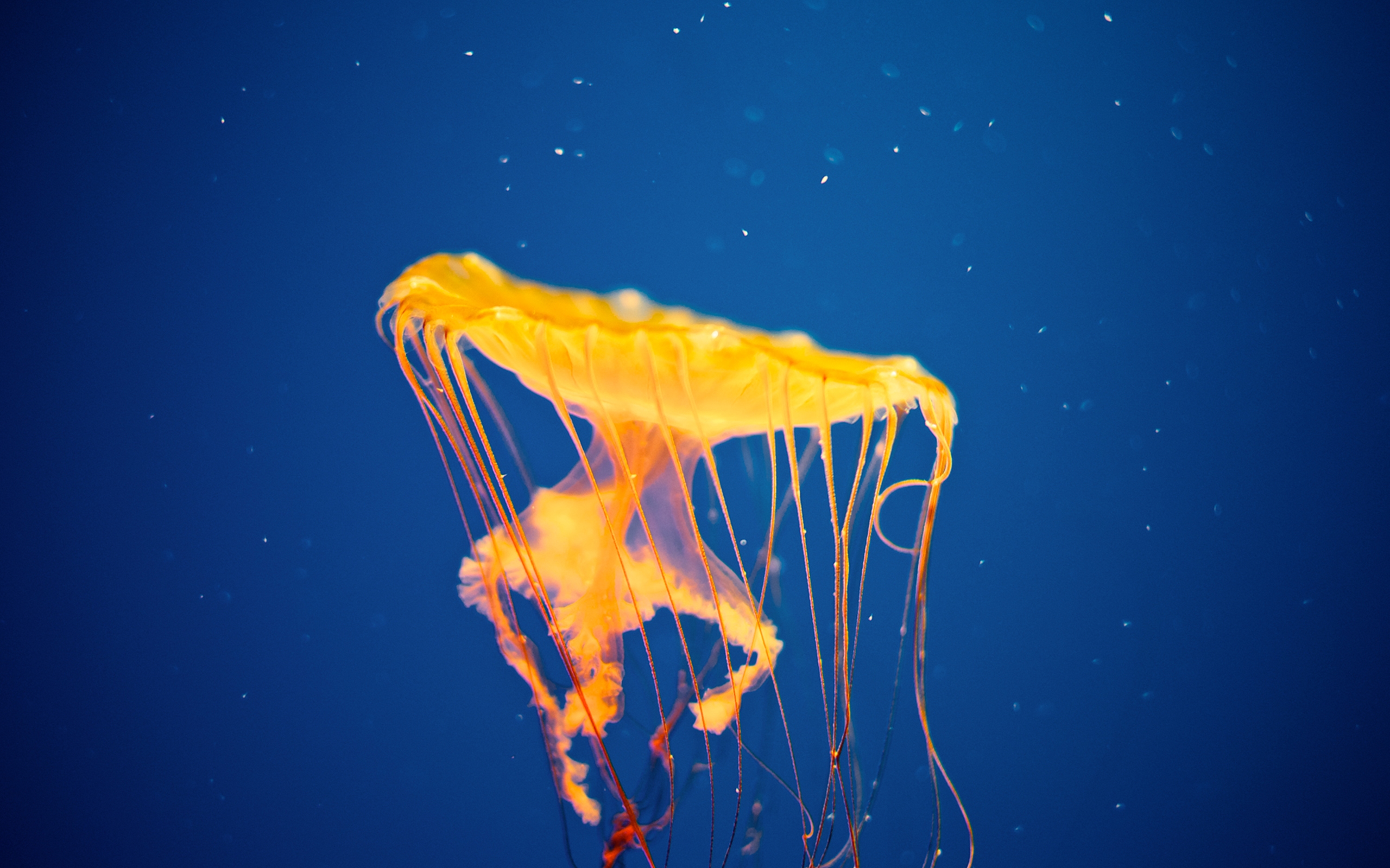 jellyfish, animal, fishes