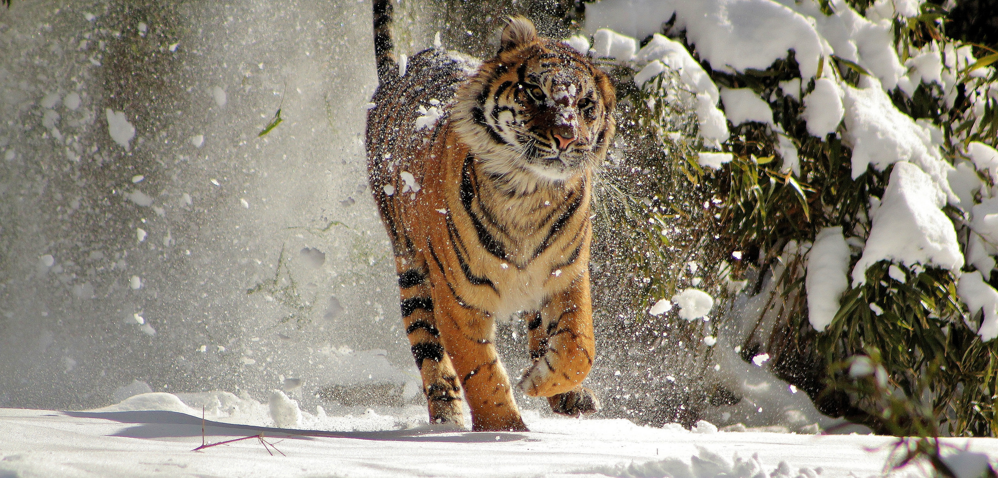 Baixar papel de parede para celular de Animais, Gatos, Tigre gratuito.