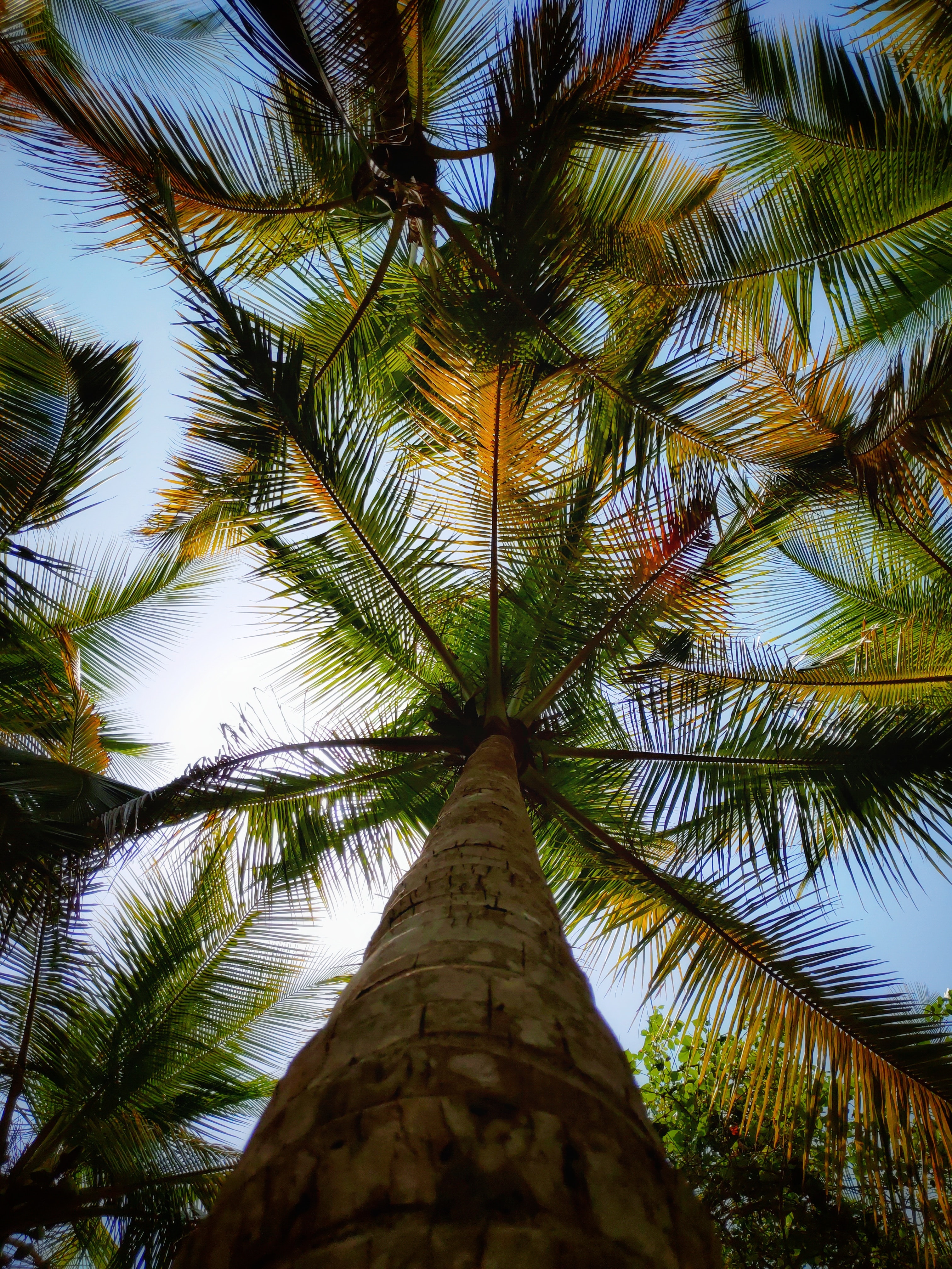 Free download wallpaper Nature, Trees, Bottom View, Palms, Leaves on your PC desktop