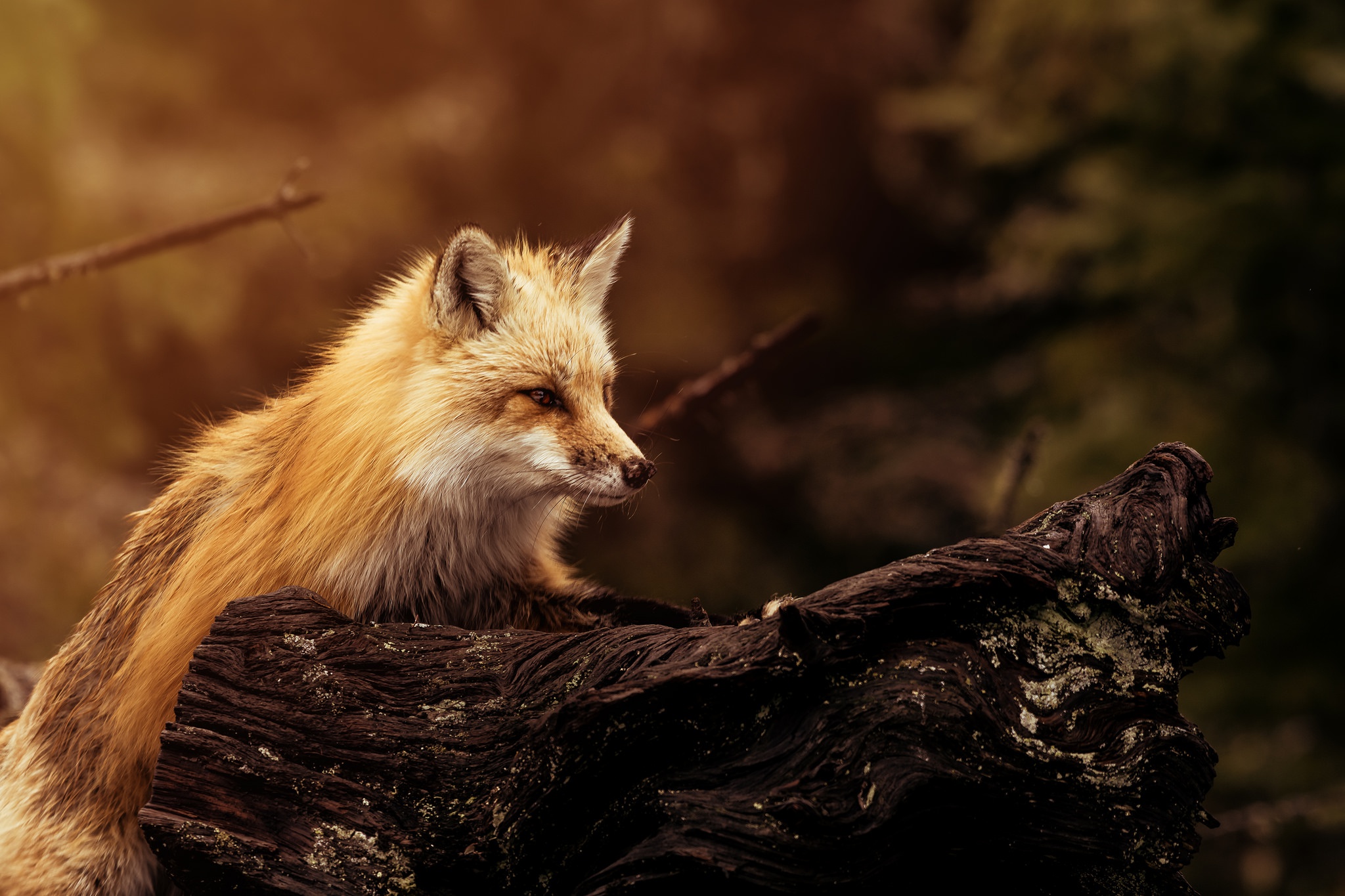 Free download wallpaper Fox, Animal, Depth Of Field on your PC desktop