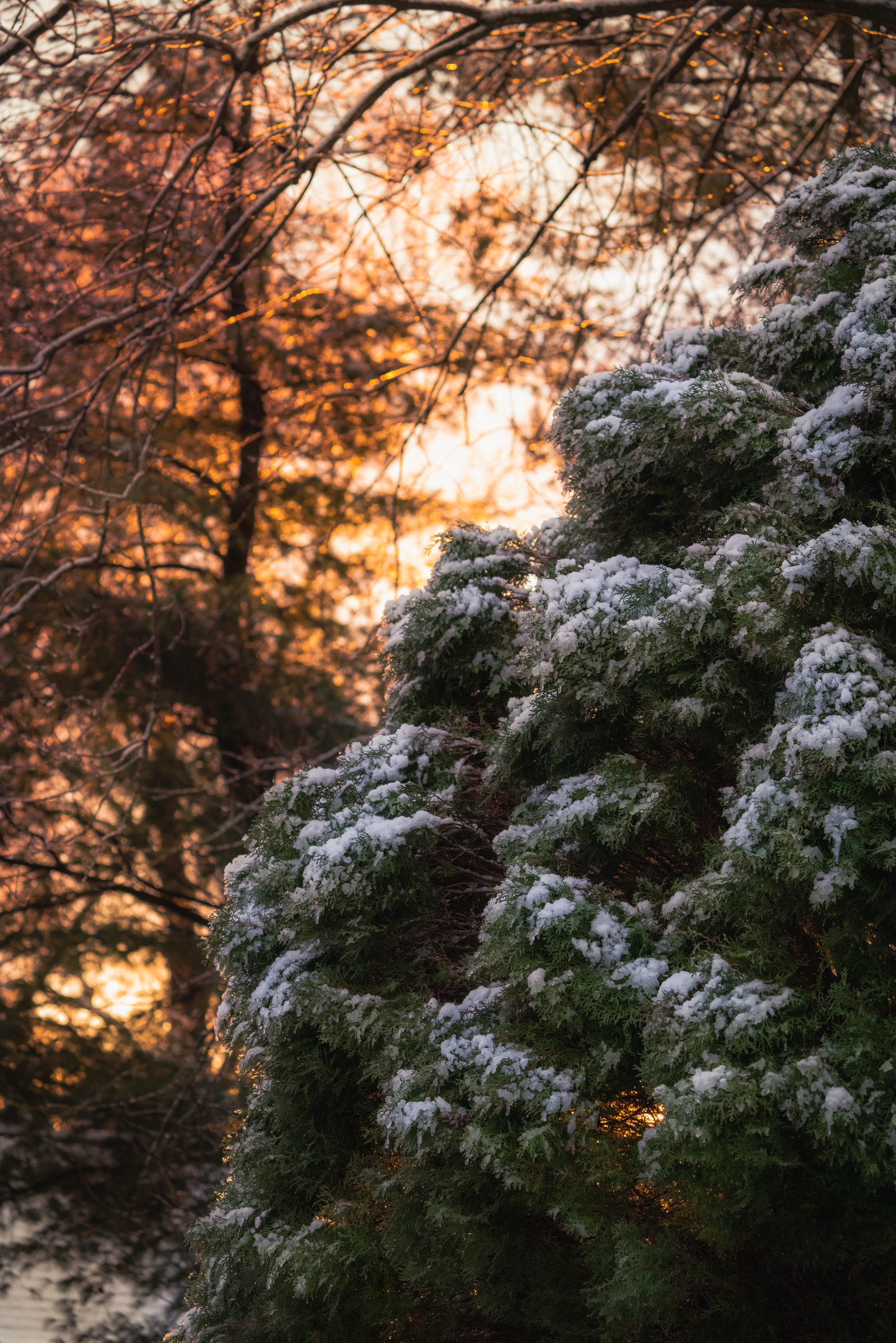 Handy-Wallpaper Winter, Natur, Schnee, Bush, Busch kostenlos herunterladen.