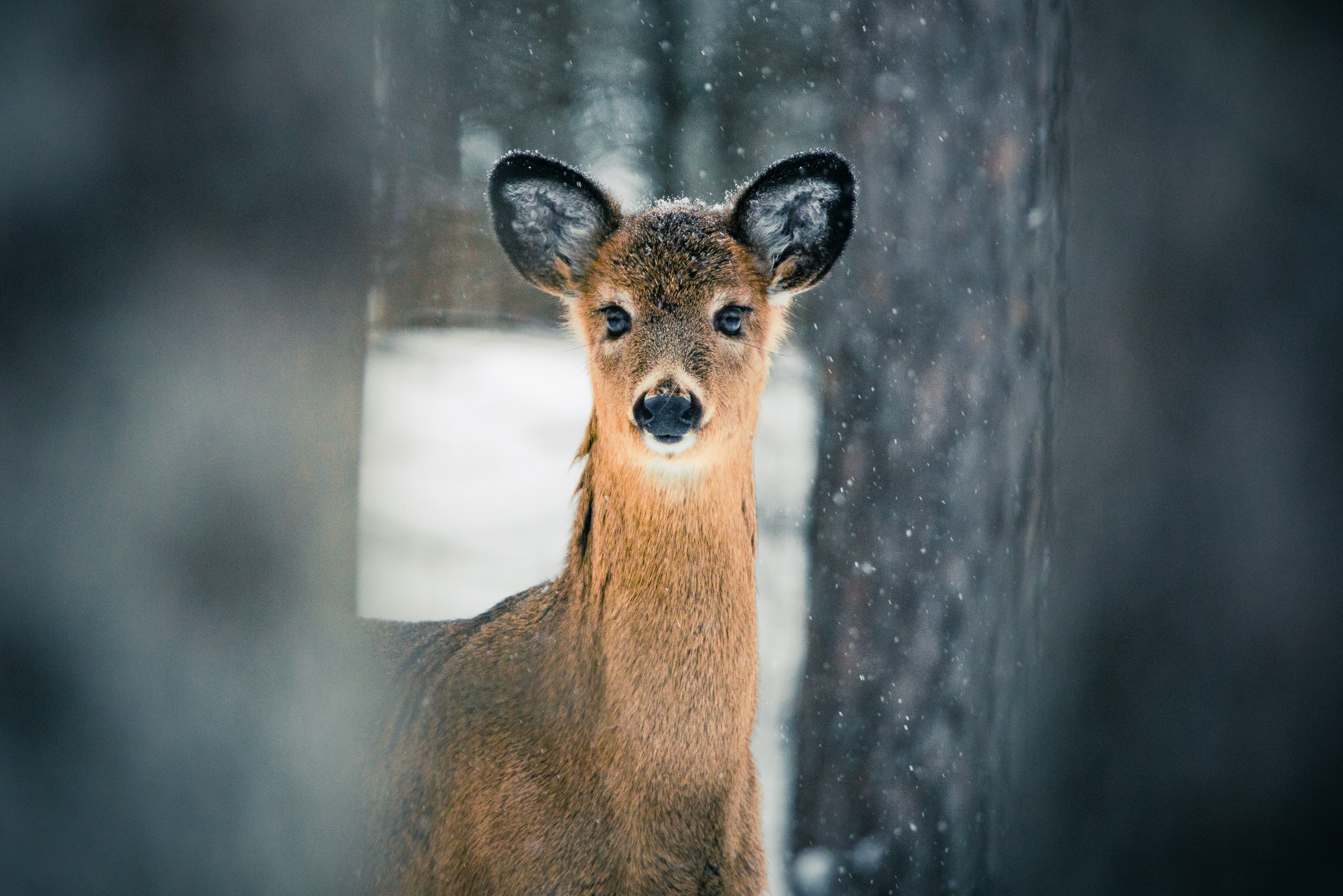 Free download wallpaper Nature, Trees, Snow, Animals, Deer on your PC desktop