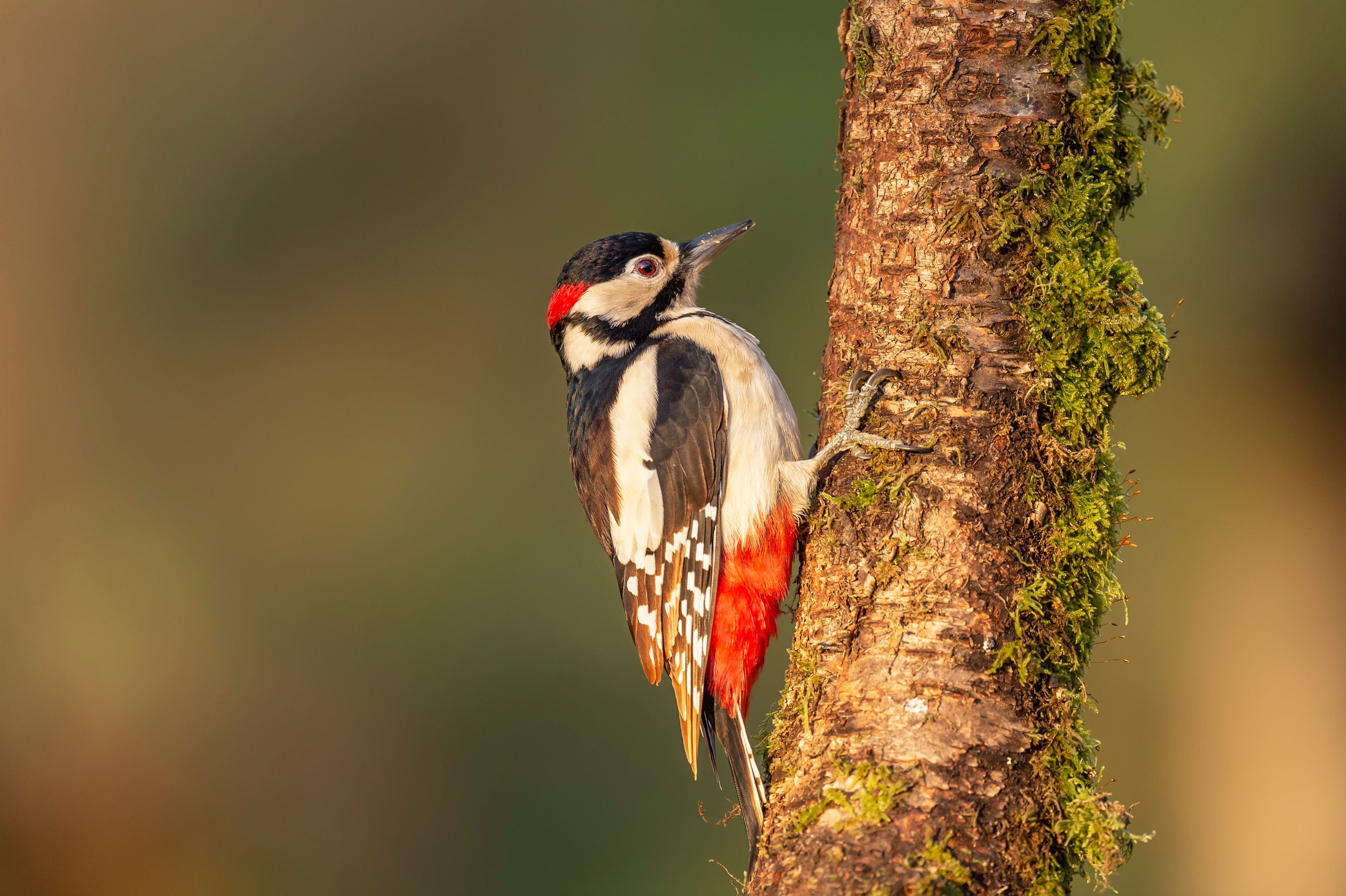 animal, woodpecker, bird, birds Full HD