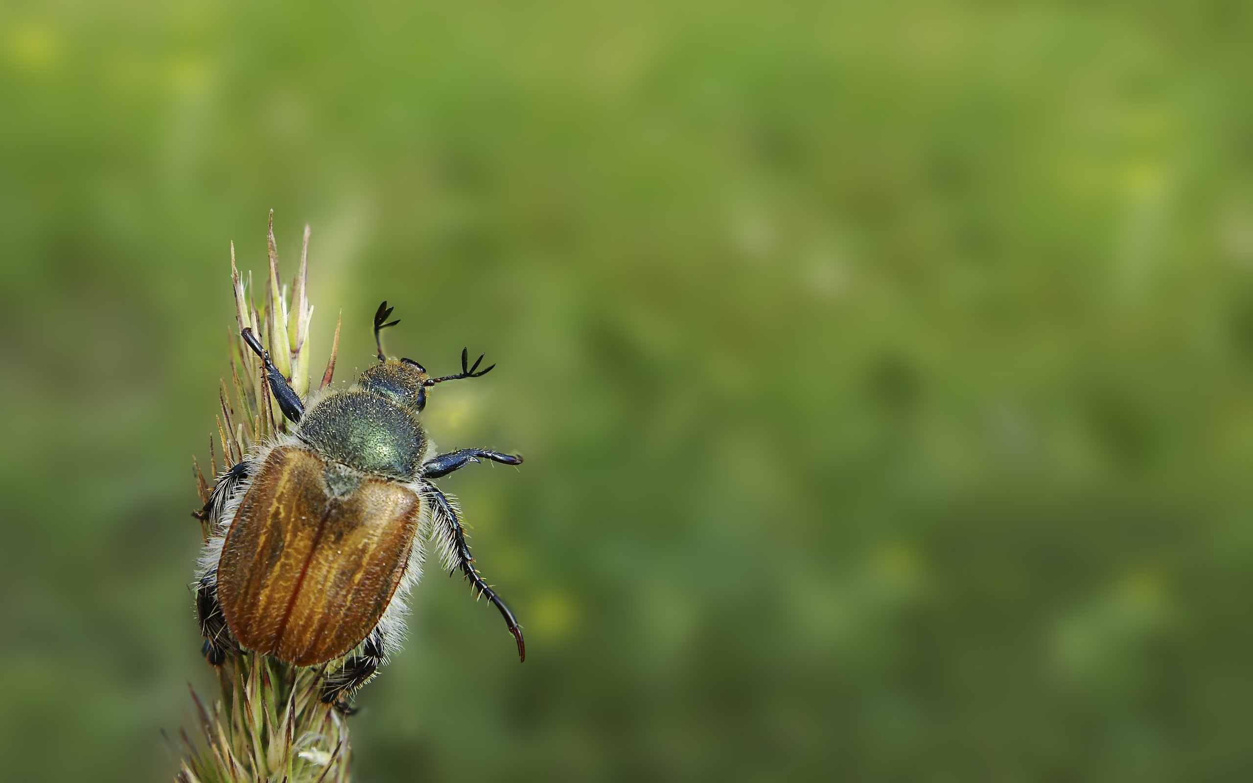 42401 télécharger l'image insectes, scarabées, vert - fonds d'écran et économiseurs d'écran gratuits