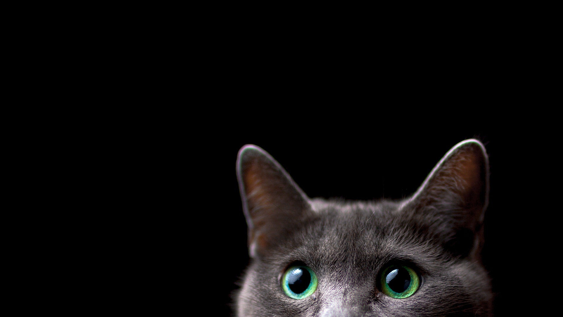 Free download wallpaper Cats, Cat, Animal, Stare on your PC desktop