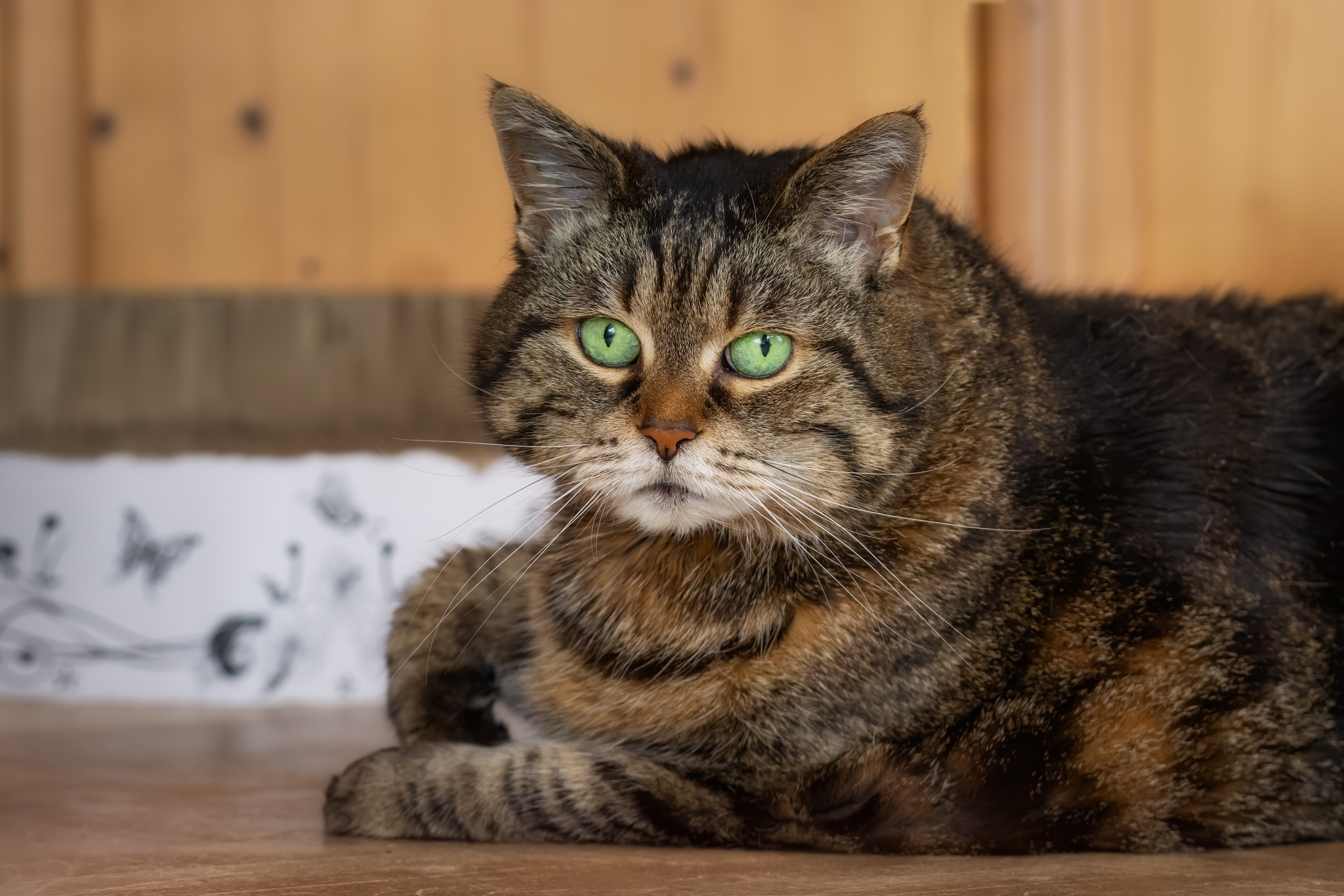 Baixar papel de parede para celular de Animais, Gatos, Gato gratuito.