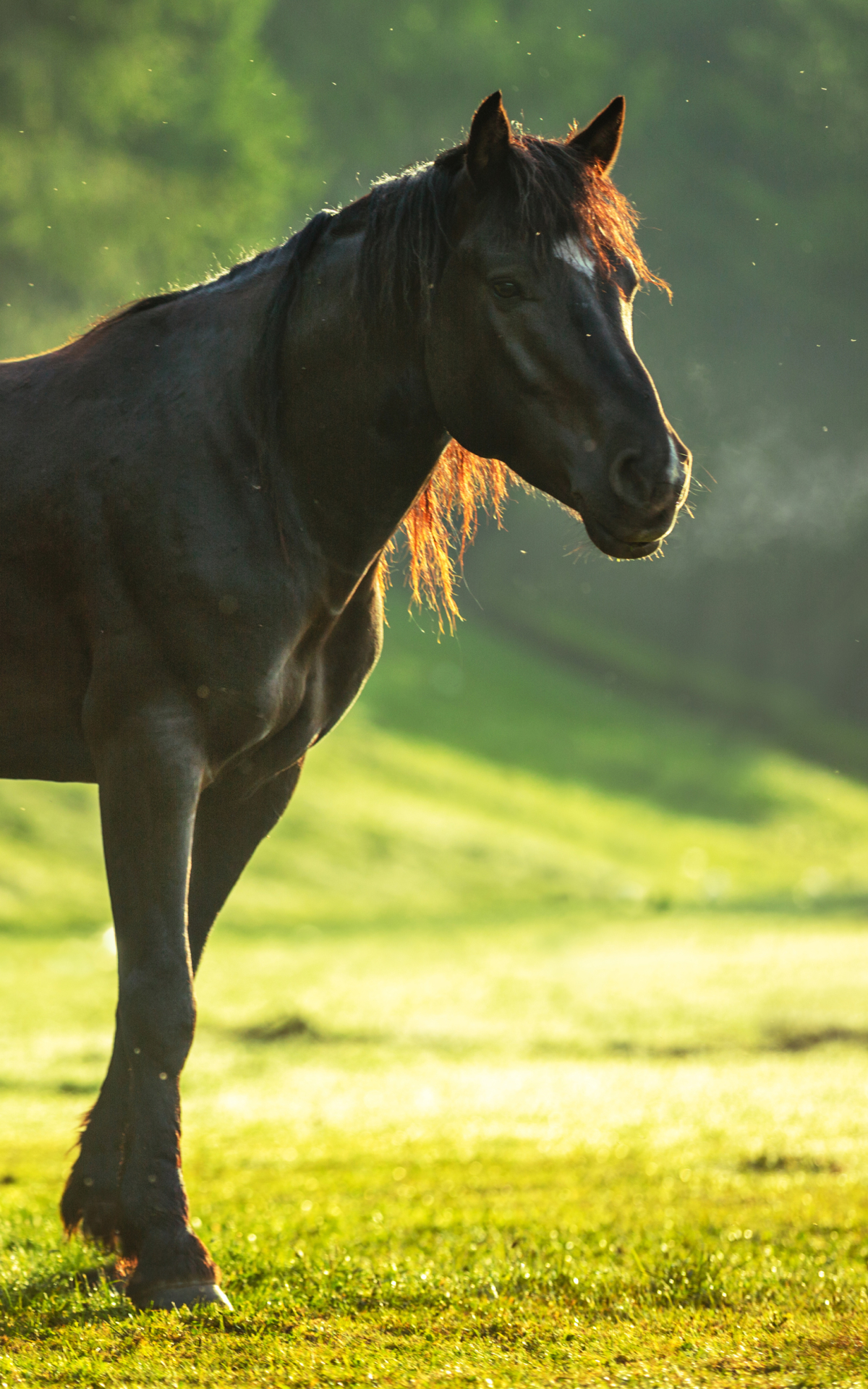 Descarga gratuita de fondo de pantalla para móvil de Animales, Caballo, Profundidad De Campo.