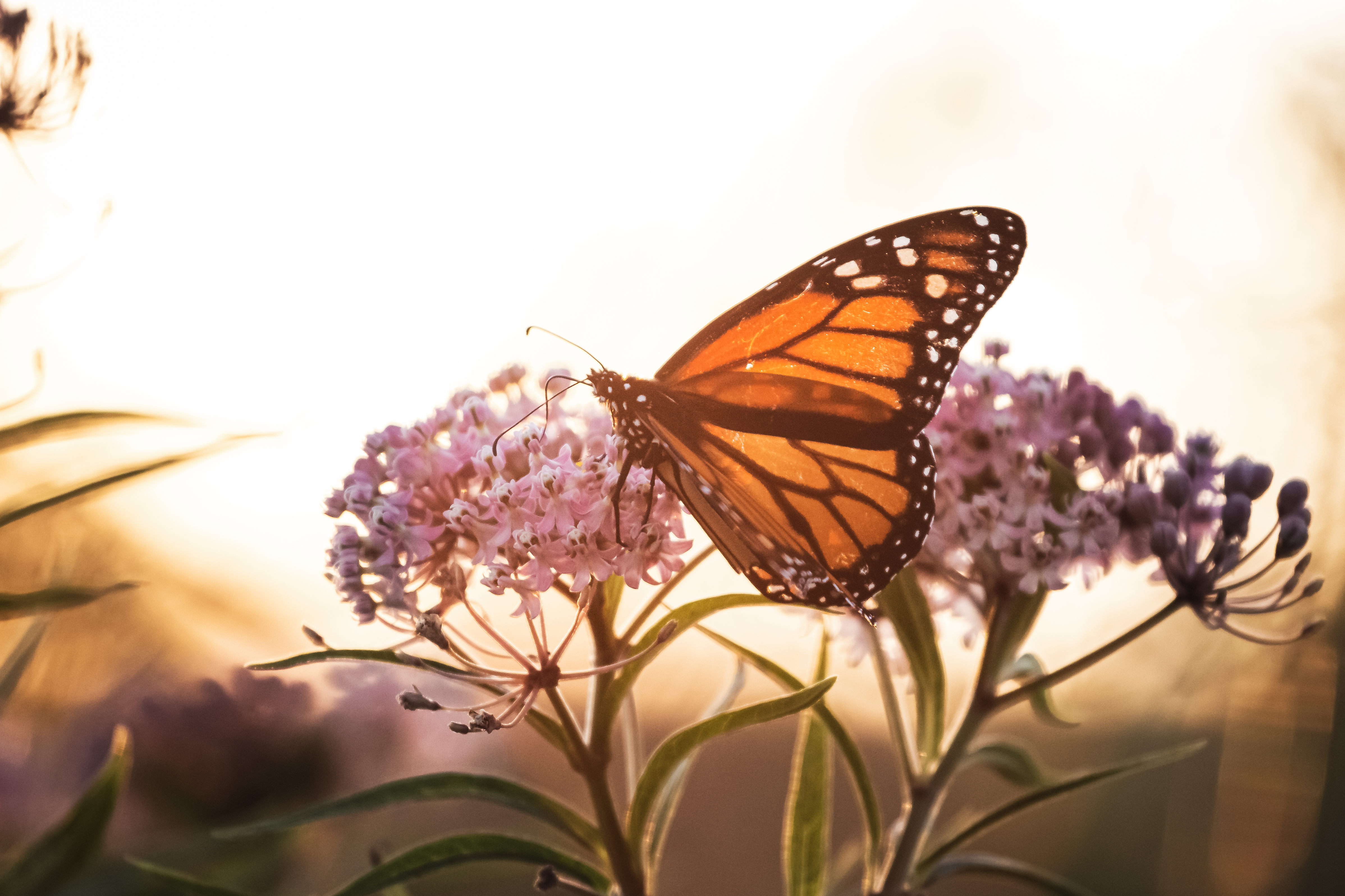 Laden Sie das Makro, Blumen, Nahaufnahme, Schmetterling-Bild kostenlos auf Ihren PC-Desktop herunter