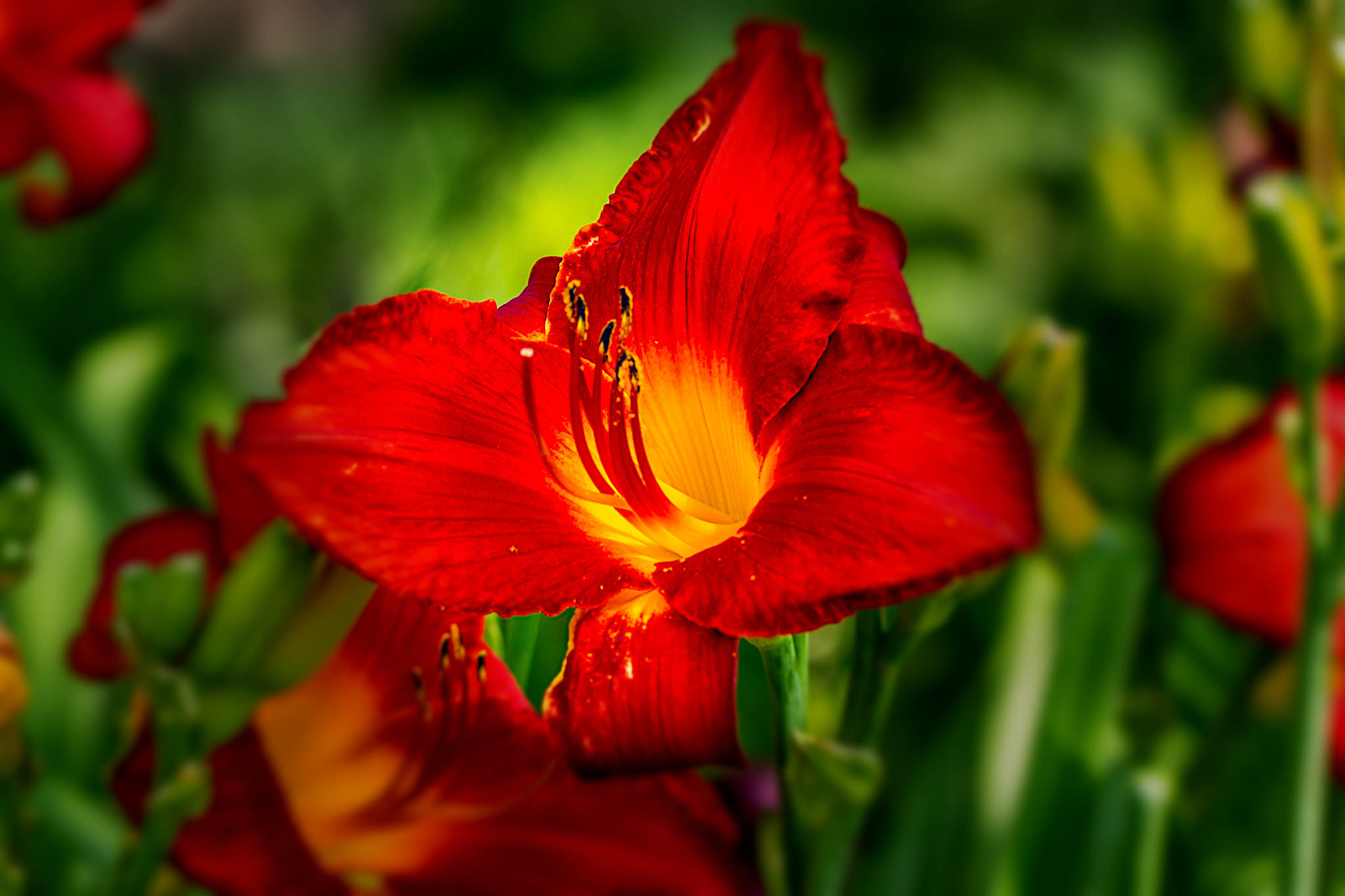red flower, earth, lily, close up, daylily, flower, nature, flowers