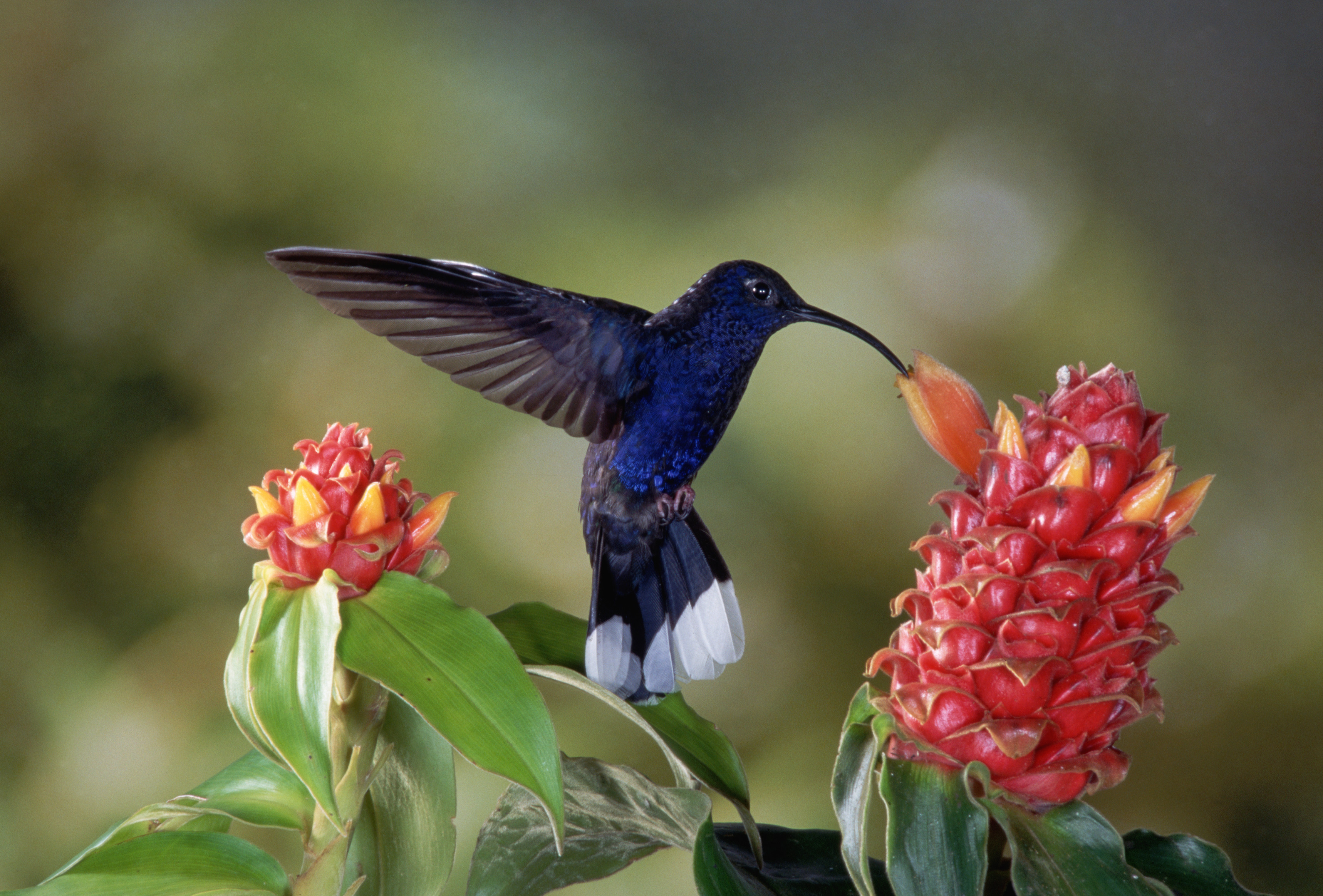 Laden Sie das Tiere, Vögel, Blume, Vogel, Kolibri-Bild kostenlos auf Ihren PC-Desktop herunter