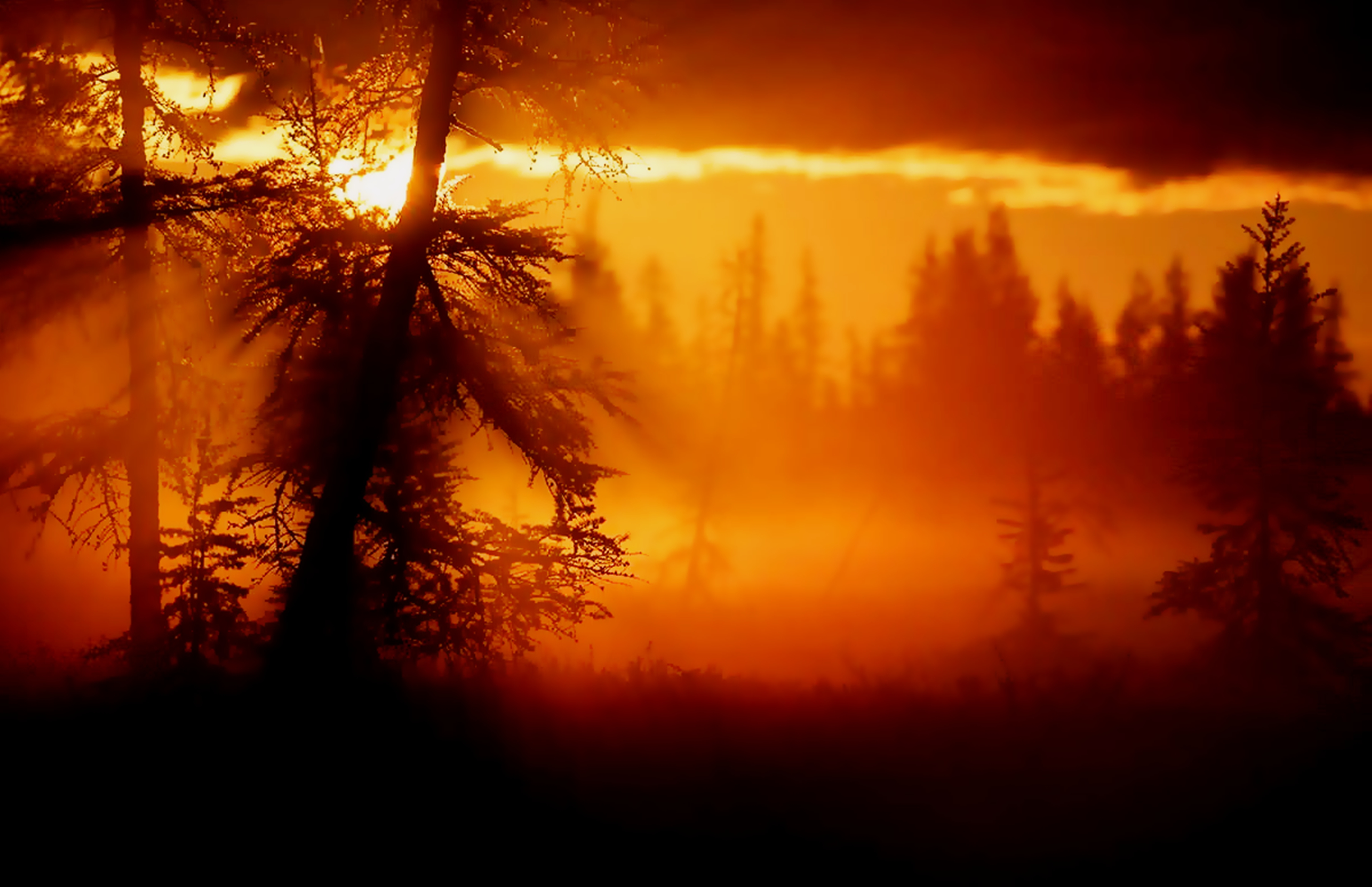PCデスクトップに風景, 自然, 木, 光, 日の出, 地球, オレンジ色）画像を無料でダウンロード