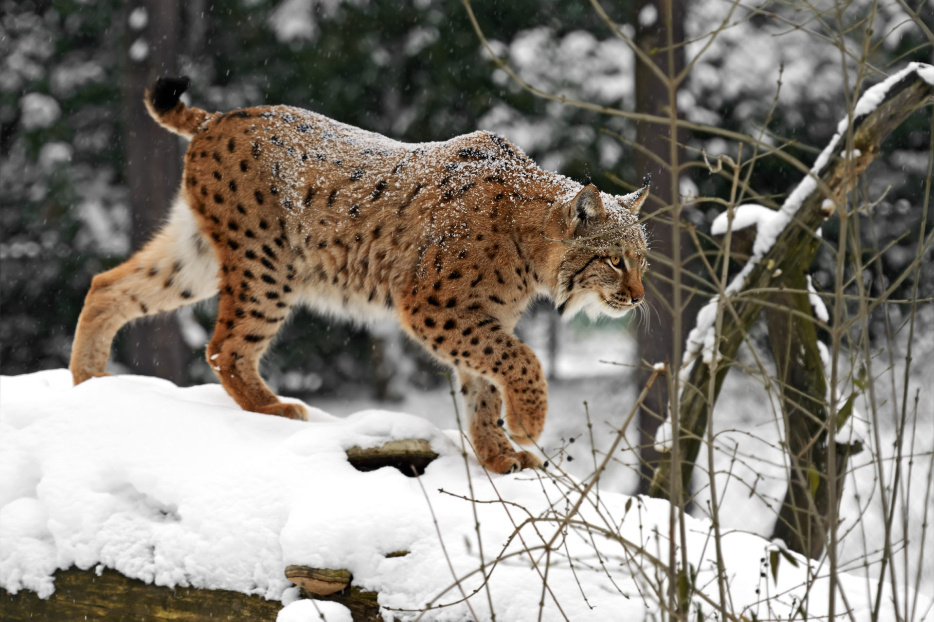 Download mobile wallpaper Winter, Cats, Animal, Snowfall, Lynx for free.