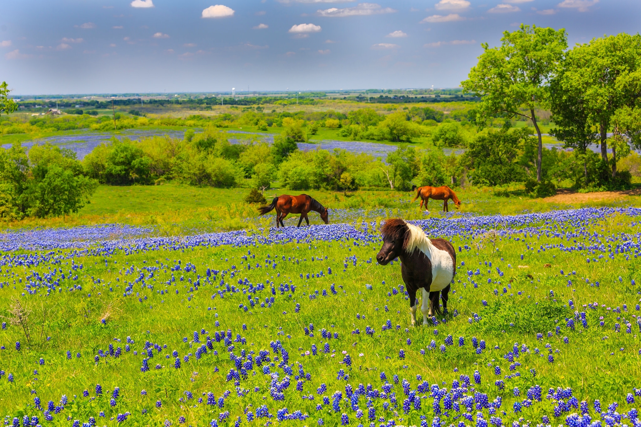 Download mobile wallpaper Landscape, Animal, Horse, Meadow, Purple Flower for free.