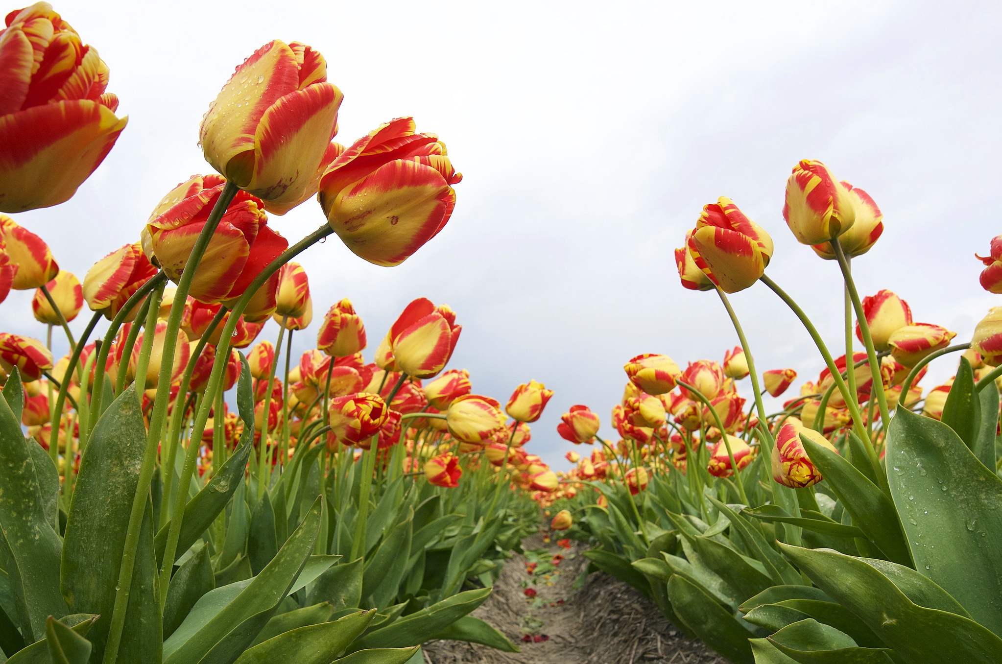 Free download wallpaper Nature, Flowers, Flower, Earth, Field, Tulip on your PC desktop