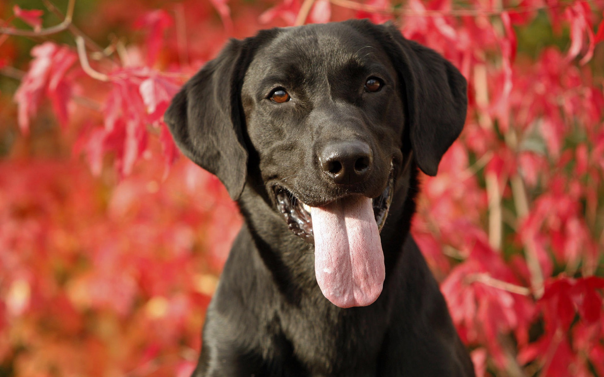 Handy-Wallpaper Labrador Retriever, Hunde, Hund, Tiere kostenlos herunterladen.