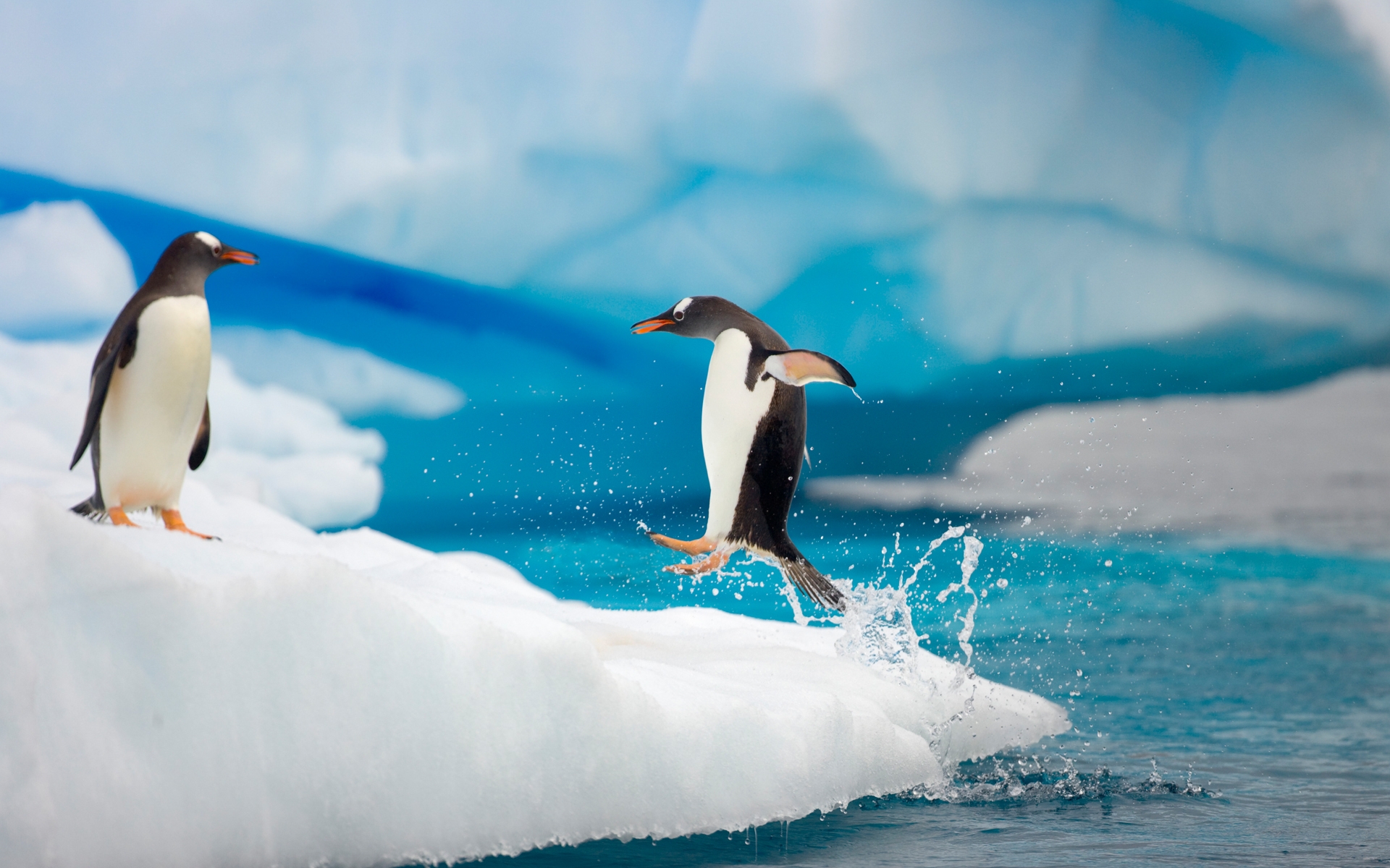 Descarga gratuita de fondo de pantalla para móvil de Animales, Pingüino.