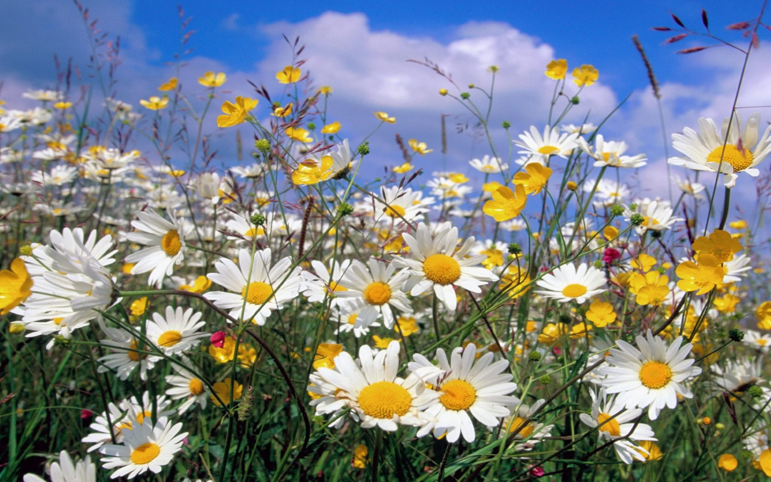 無料モバイル壁紙カモミール, 花, 地球, 白い花をダウンロードします。