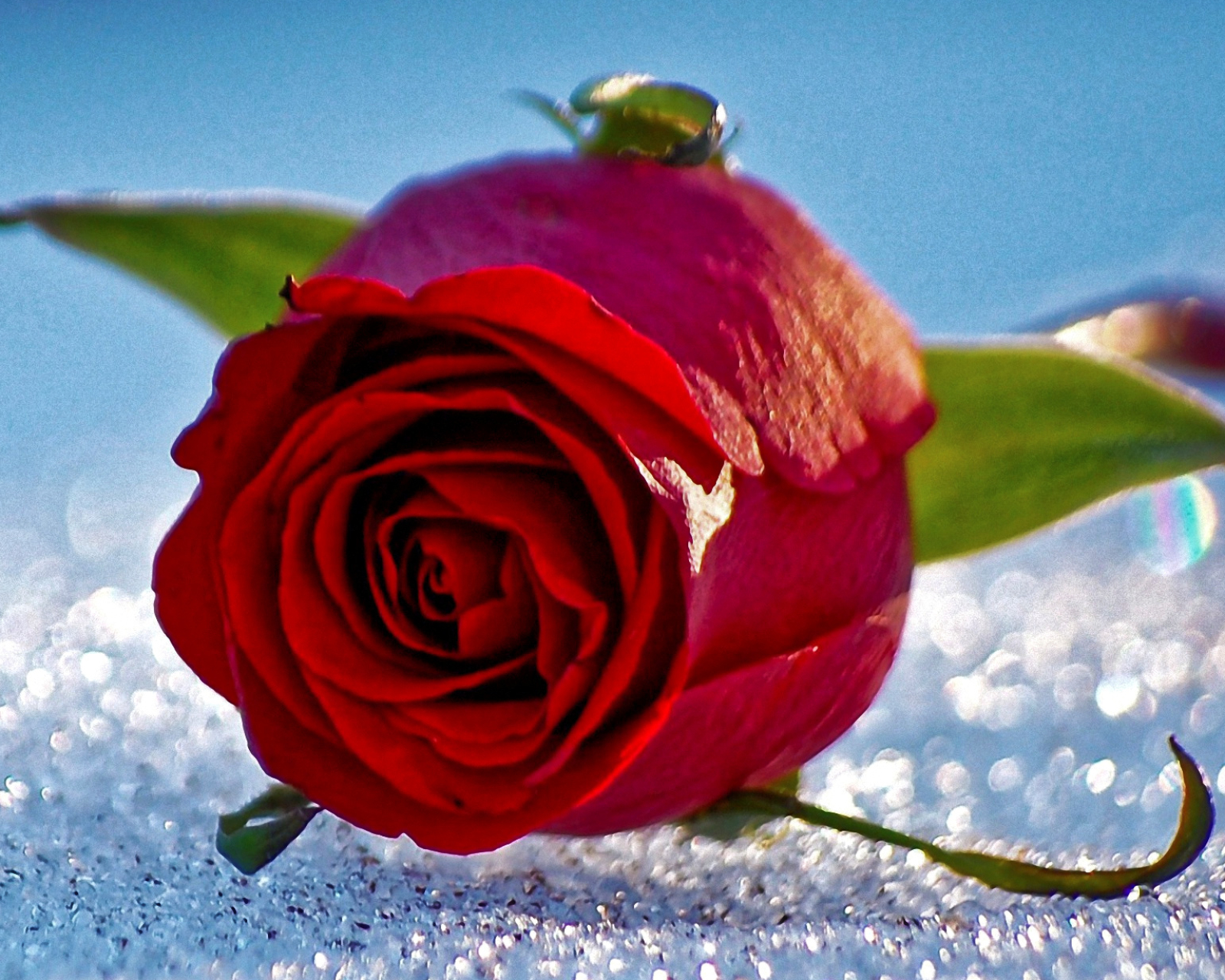 Free download wallpaper Flowers, Flower, Rose, Earth, Red Rose, Red Flower on your PC desktop