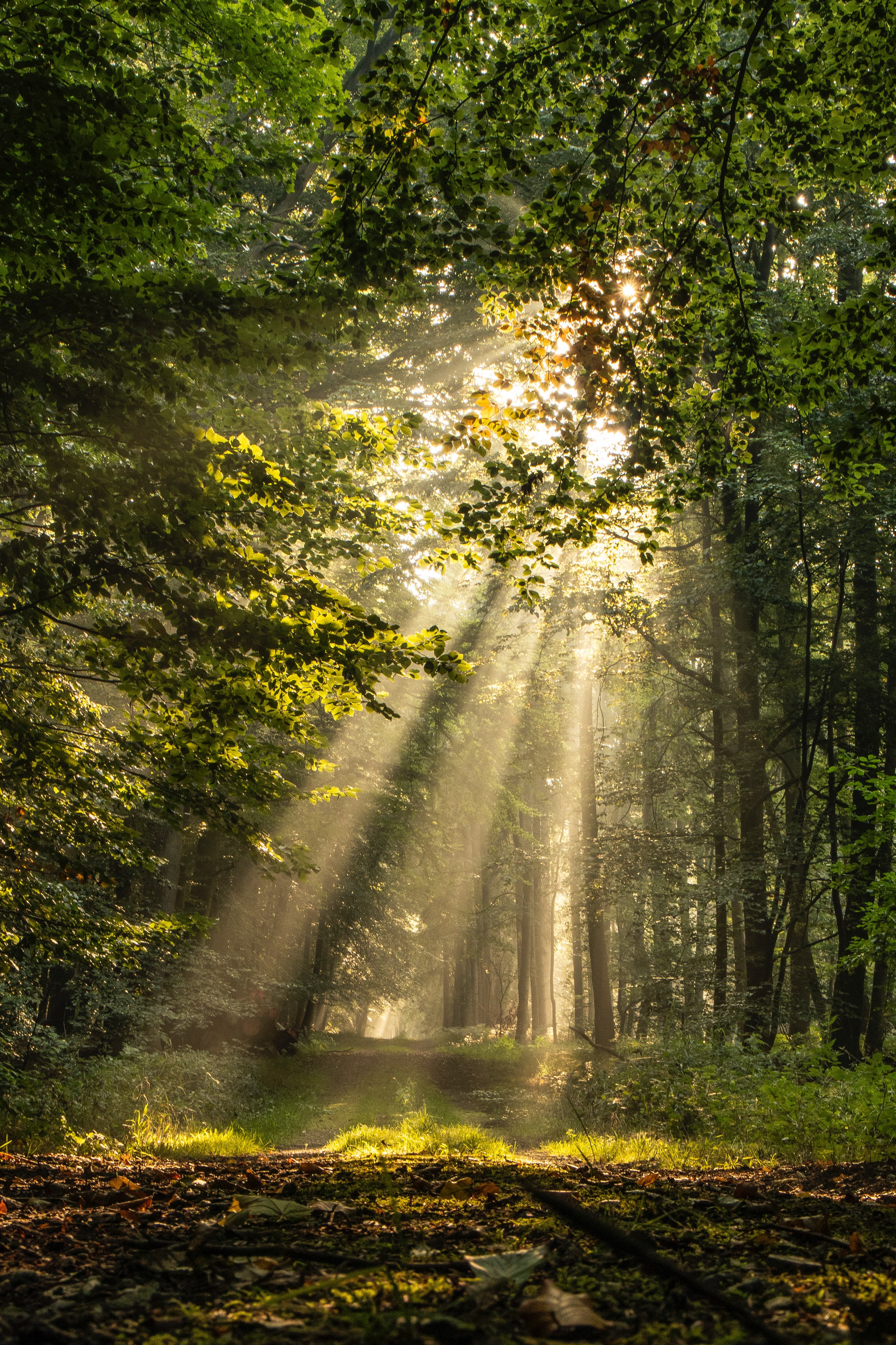 nature, forest, trees, grass, beams, rays, path UHD