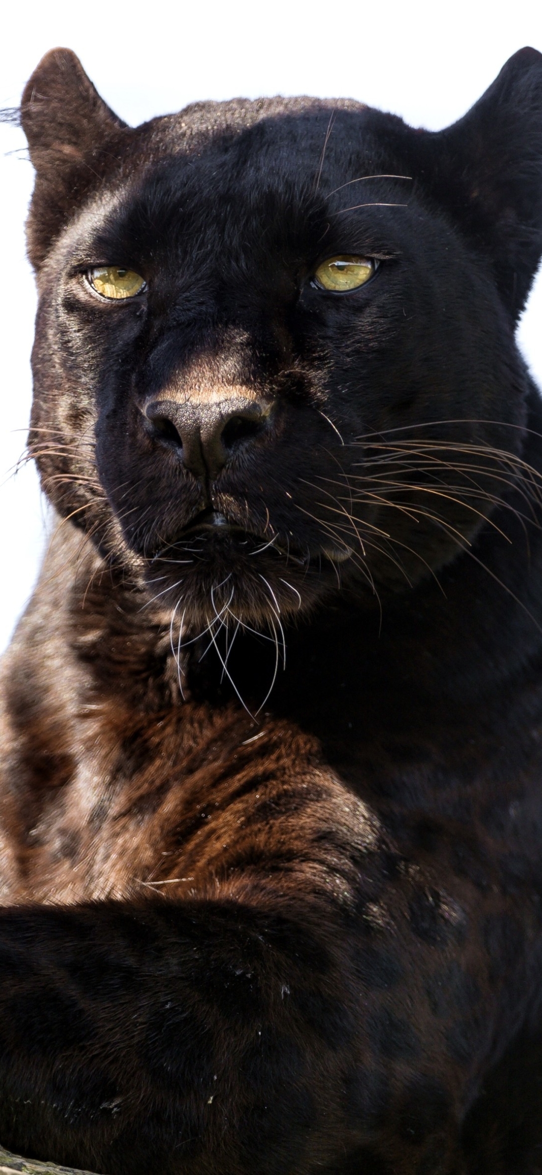 Download mobile wallpaper Cats, Animal, Black Panther for free.