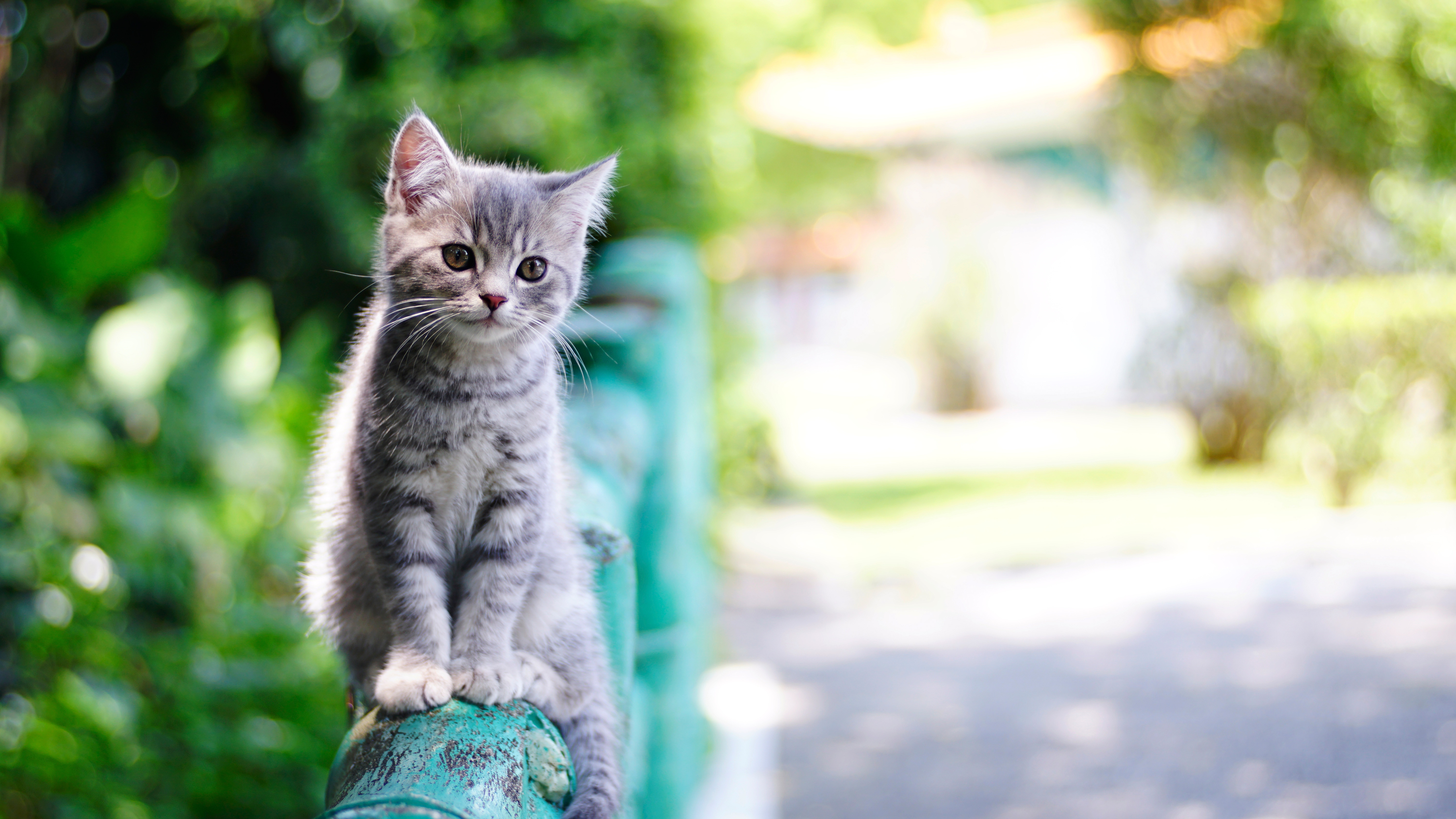 432116 économiseurs d'écran et fonds d'écran Chats sur votre téléphone. Téléchargez  images gratuitement