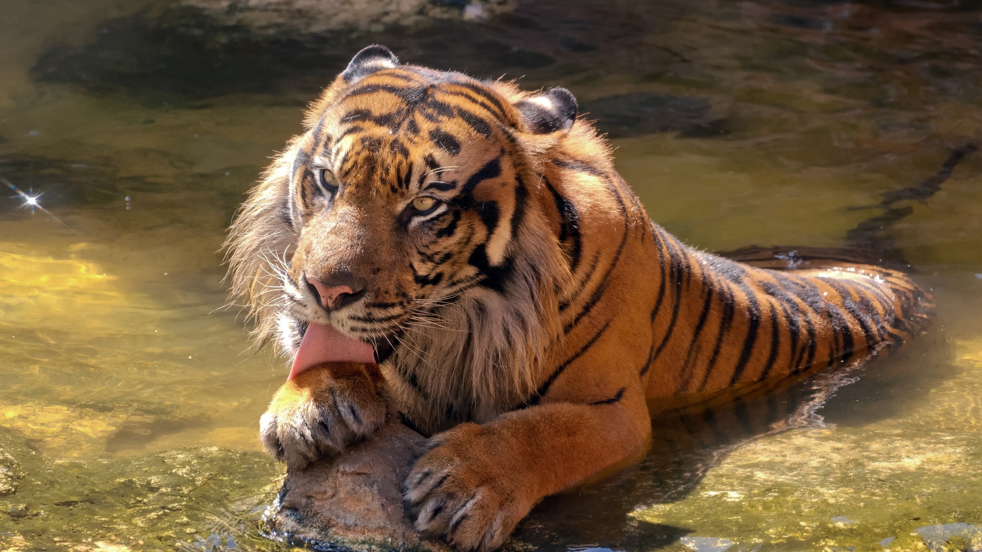 Baixe gratuitamente a imagem Animais, Tigre na área de trabalho do seu PC