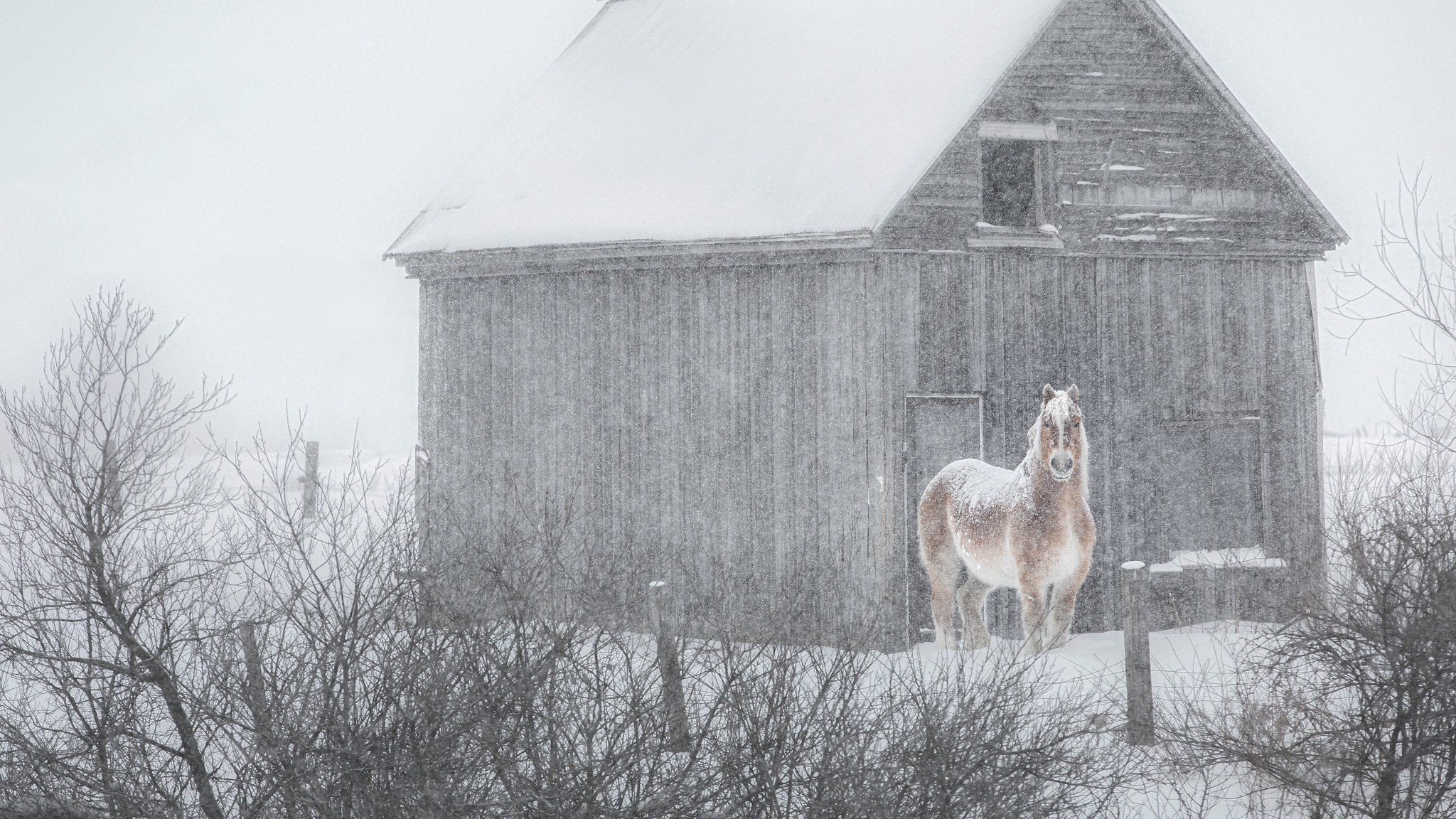 Download mobile wallpaper Winter, Animal, Horse, Snowfall for free.