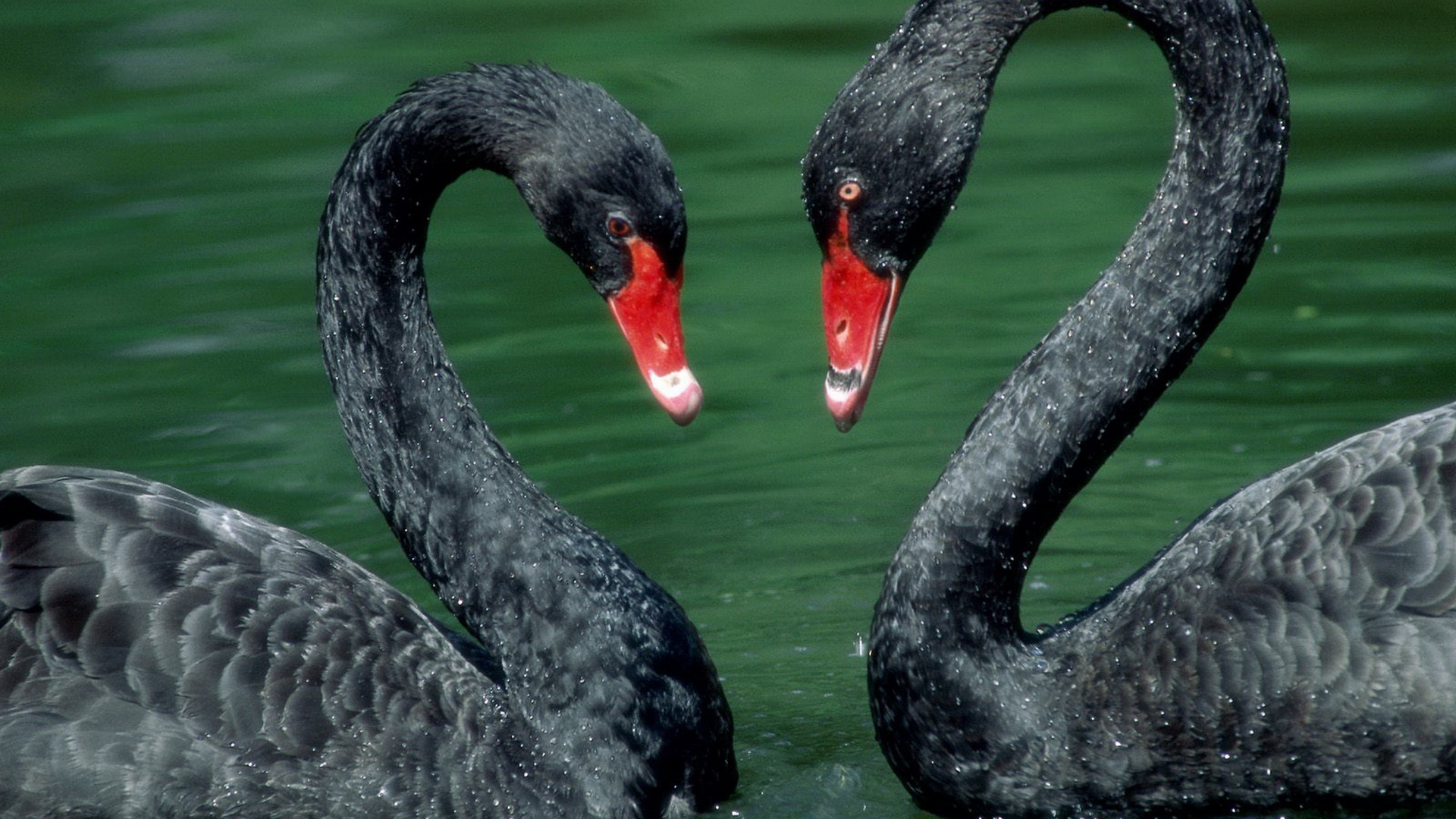 Free download wallpaper Animal, Black Swan on your PC desktop