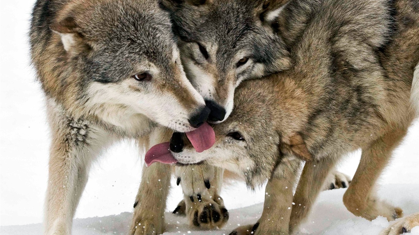 Téléchargez des papiers peints mobile Animaux, Loup, Wolves gratuitement.