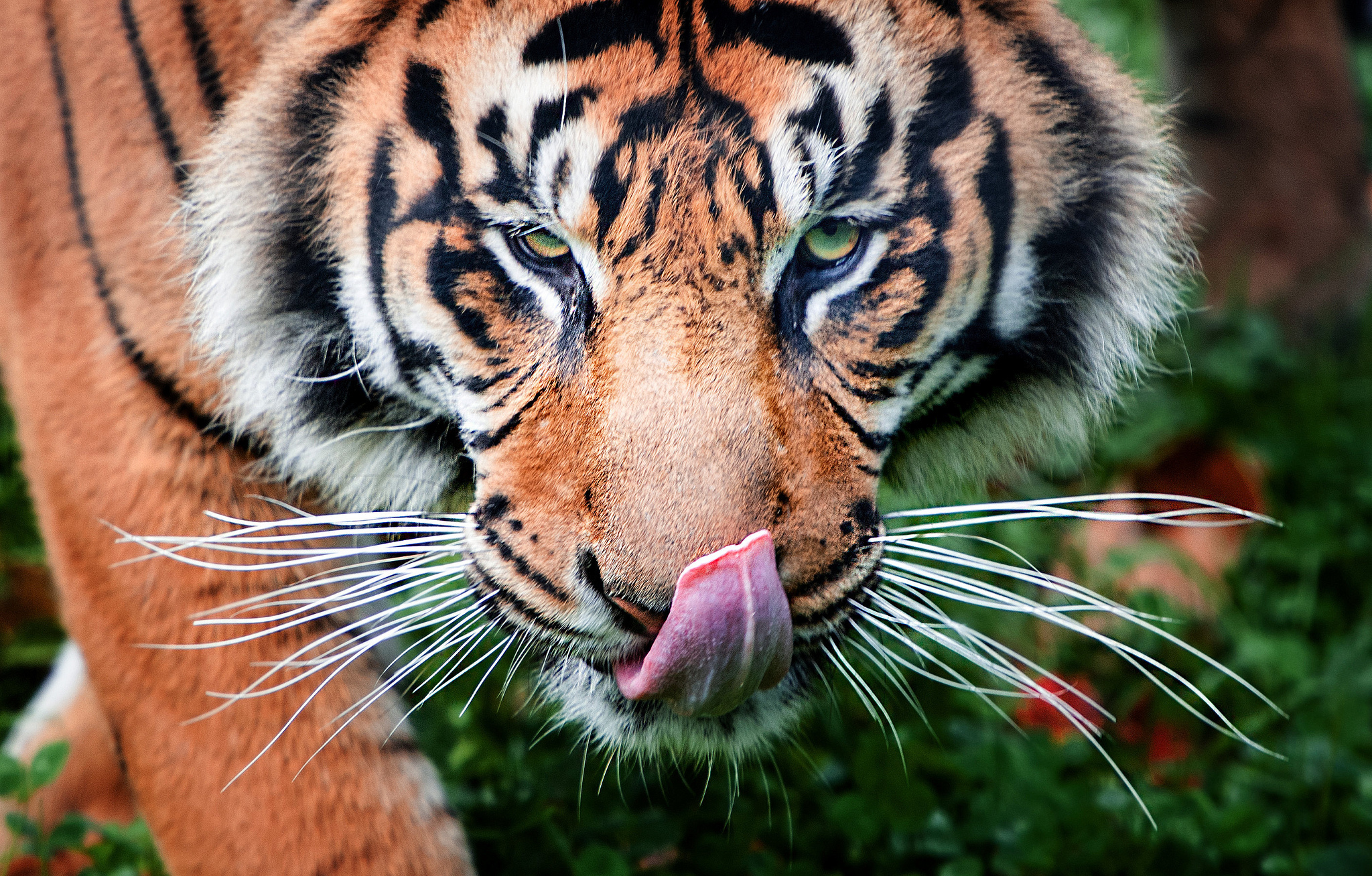 Téléchargez des papiers peints mobile Chats, Animaux, Tigre gratuitement.