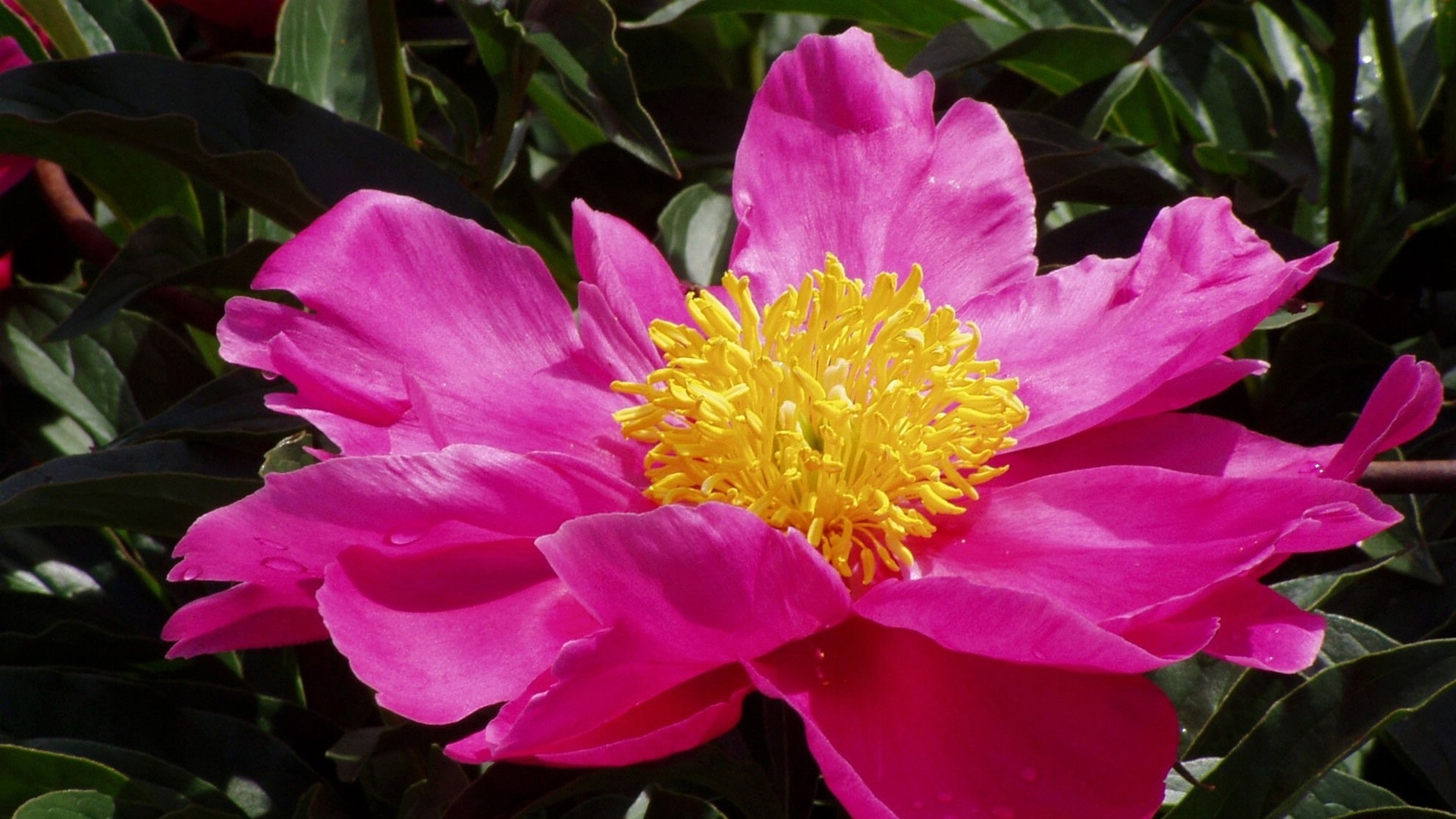 Téléchargez gratuitement l'image Fleurs, Fleur, Fermer, Feuille, Pétale, Terre/nature, Fleur Rose sur le bureau de votre PC
