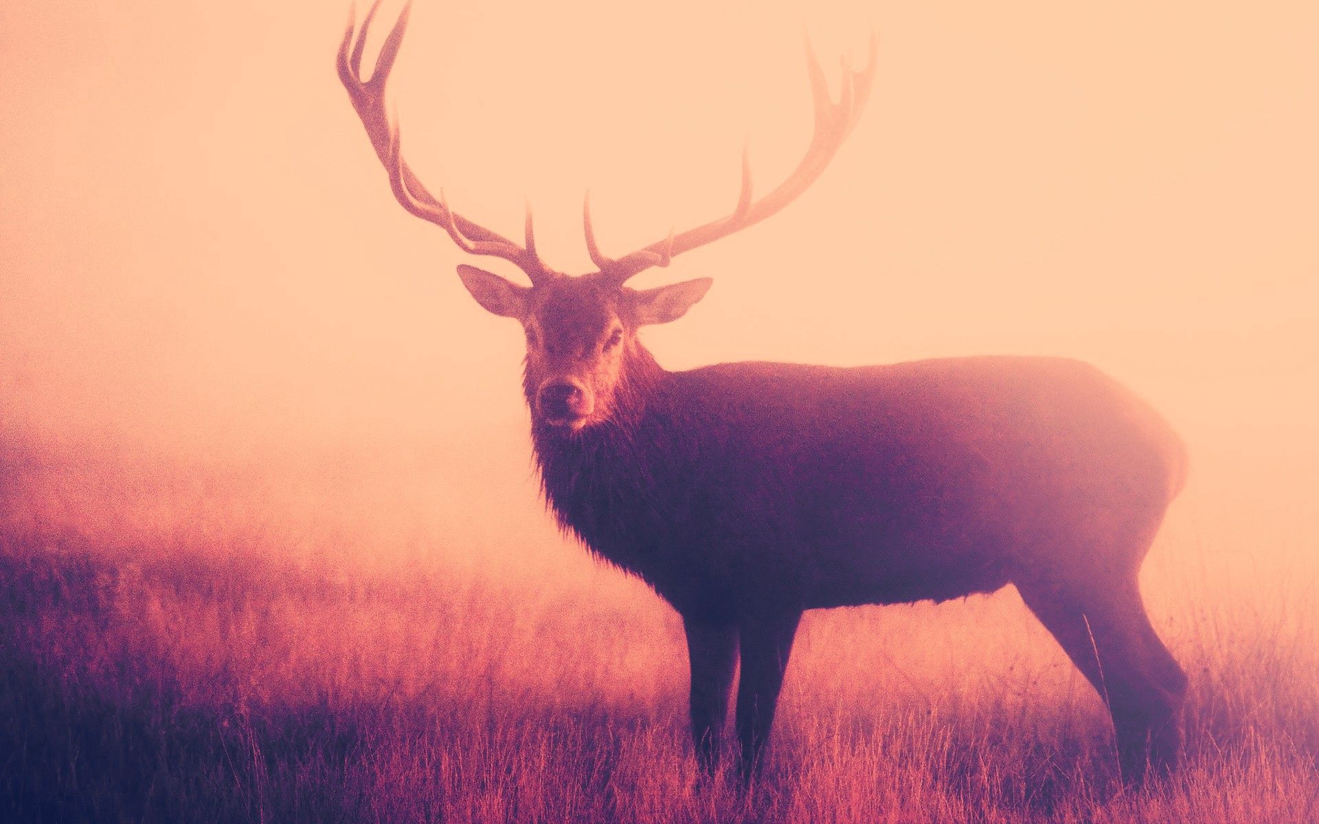 Free download wallpaper Grass, Deer, To Stand, Stand, Horns, Animals, Fog on your PC desktop