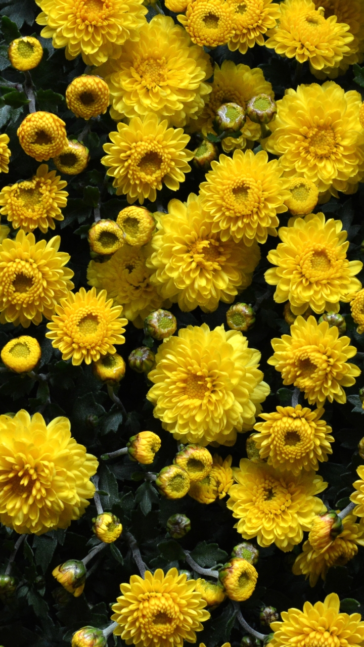 Скачати мобільні шпалери Квітка, Земля, Хризантема, Жовта Квітка, Флауерзи безкоштовно.
