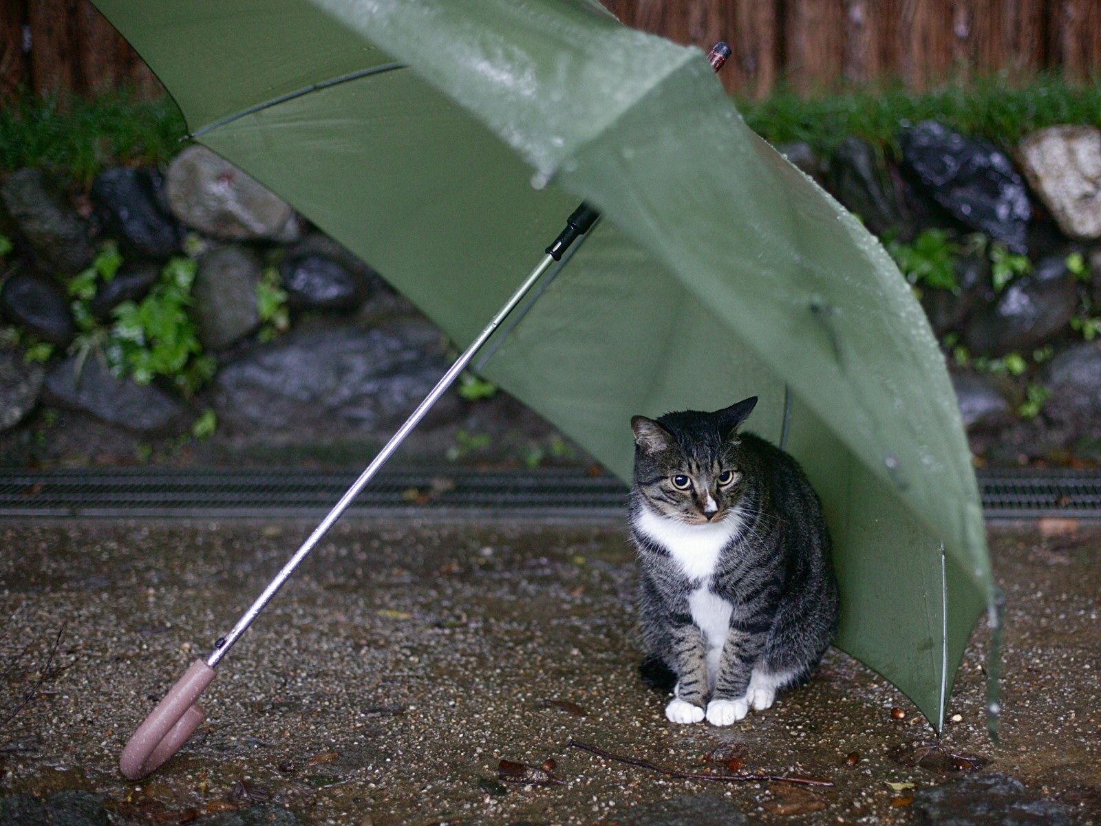 Descarga gratuita de fondo de pantalla para móvil de Animales, Gatos, Gato.