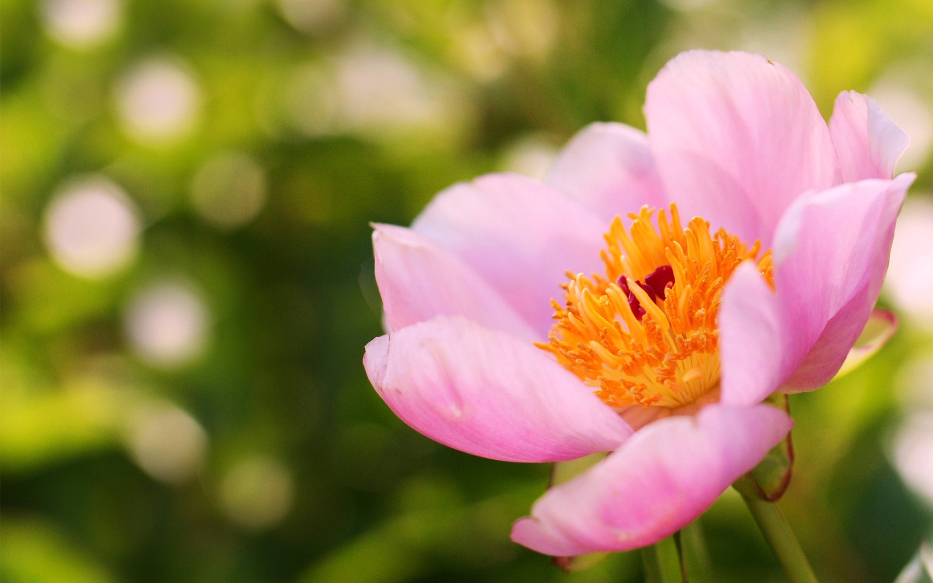 Téléchargez gratuitement l'image Fleurs, Fleur, Terre/nature sur le bureau de votre PC