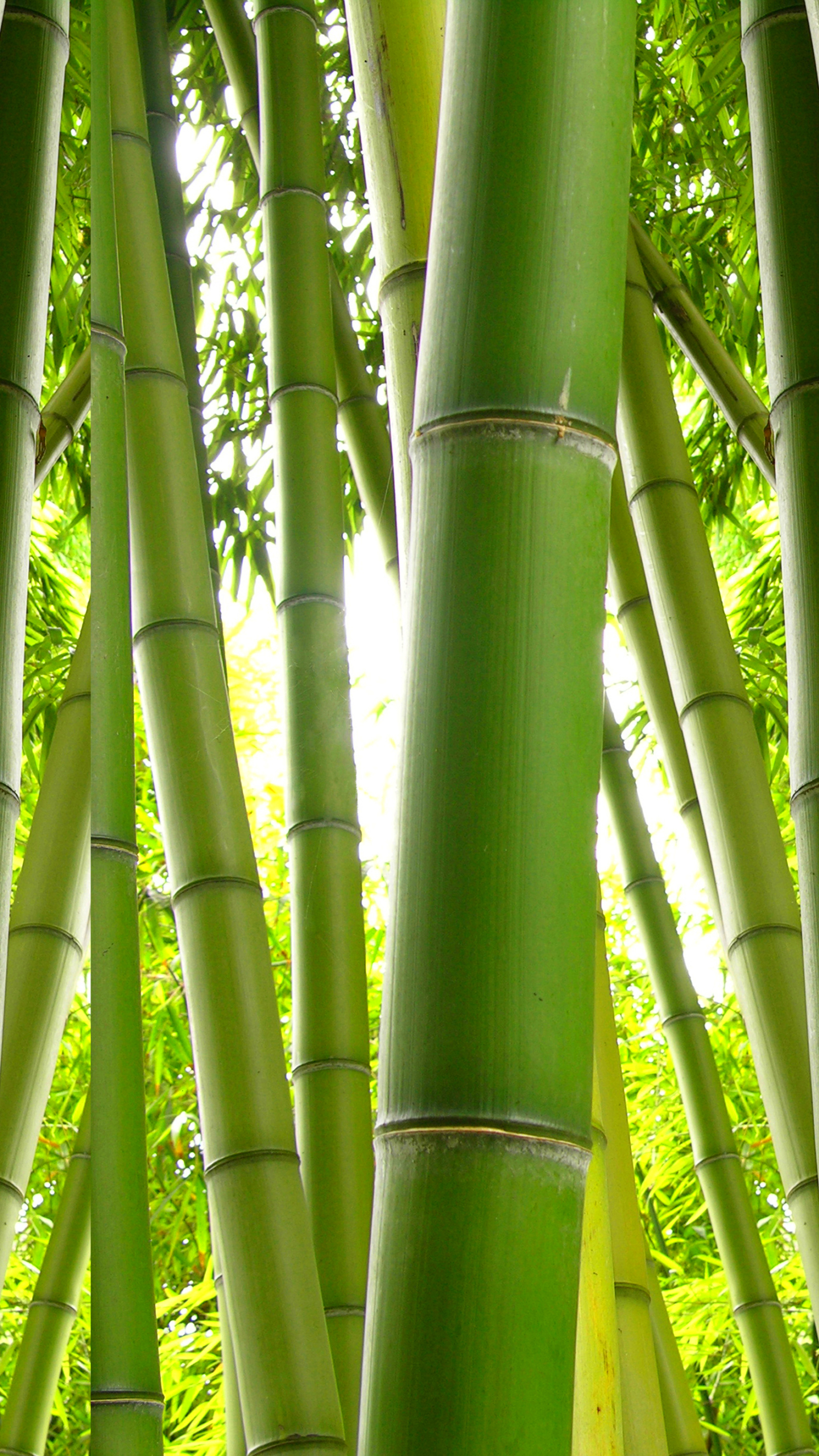 Descarga gratuita de fondo de pantalla para móvil de Naturaleza, Bambú, Tierra/naturaleza.