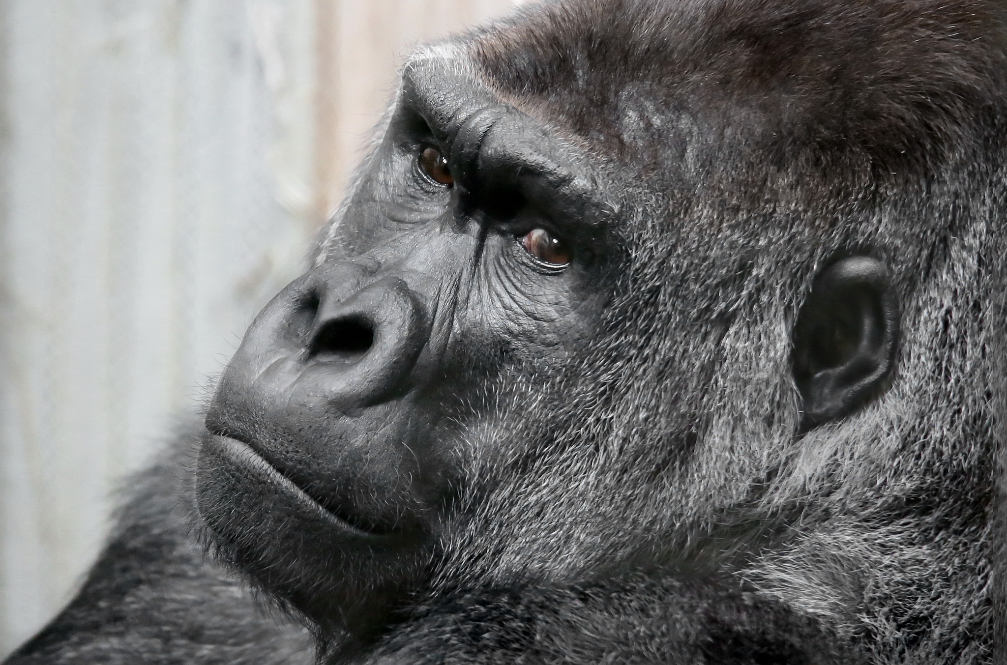 Laden Sie das Tiere, Gorilla, Primas, Affen, Starren-Bild kostenlos auf Ihren PC-Desktop herunter