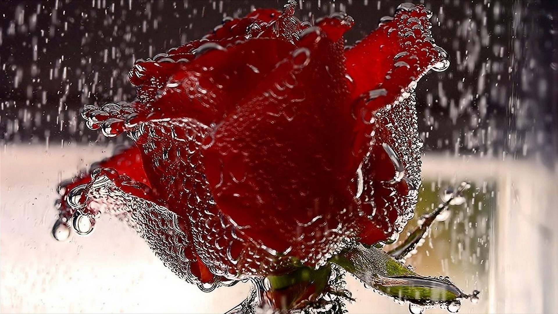 Download mobile wallpaper Flowers, Flower, Rose, Earth, Rain for free.