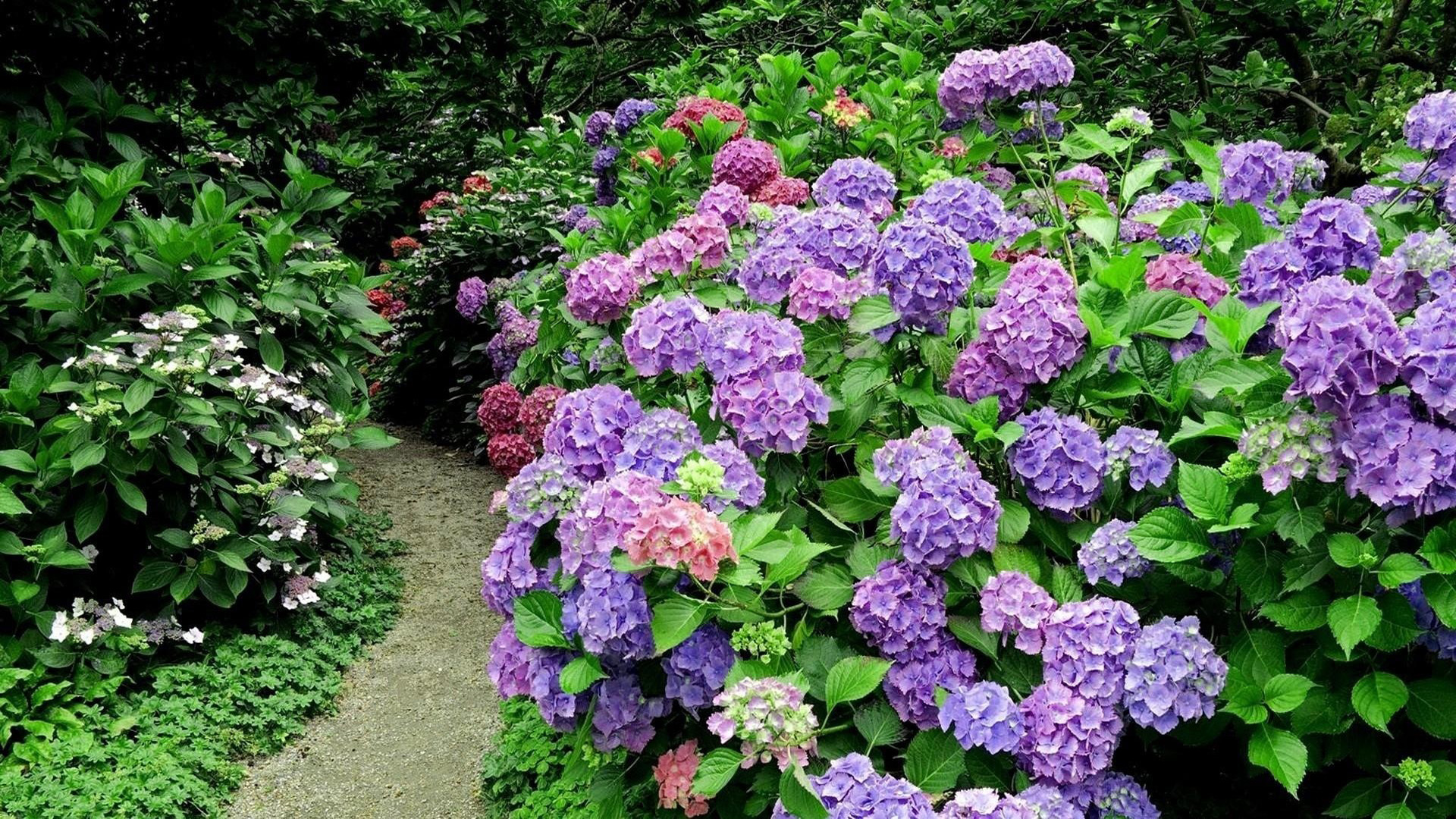 Download mobile wallpaper Flowers, Flower, Earth, Hydrangea, Purple Flower for free.