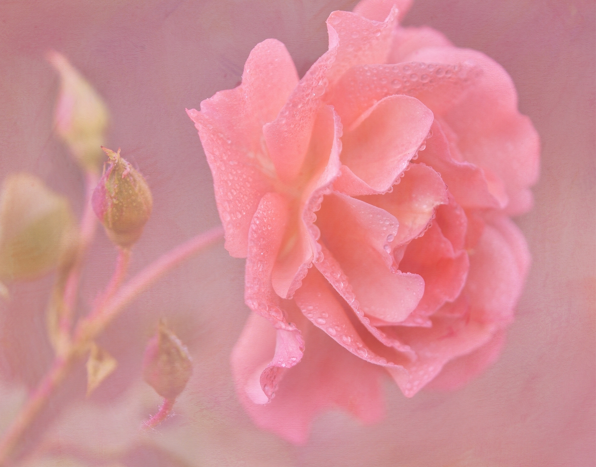 Laden Sie das Natur, Blumen, Blume, Rose, Nahansicht, Wassertropfen, Erde/natur, Pinke Blume-Bild kostenlos auf Ihren PC-Desktop herunter