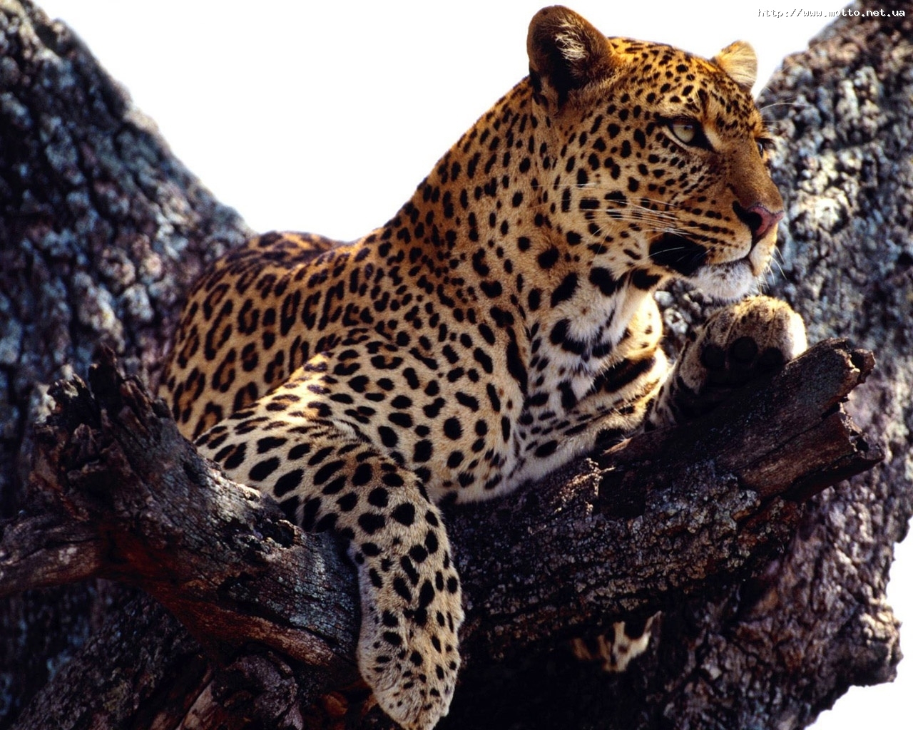 Скачать картинку Животные, Леопарды в телефон бесплатно.