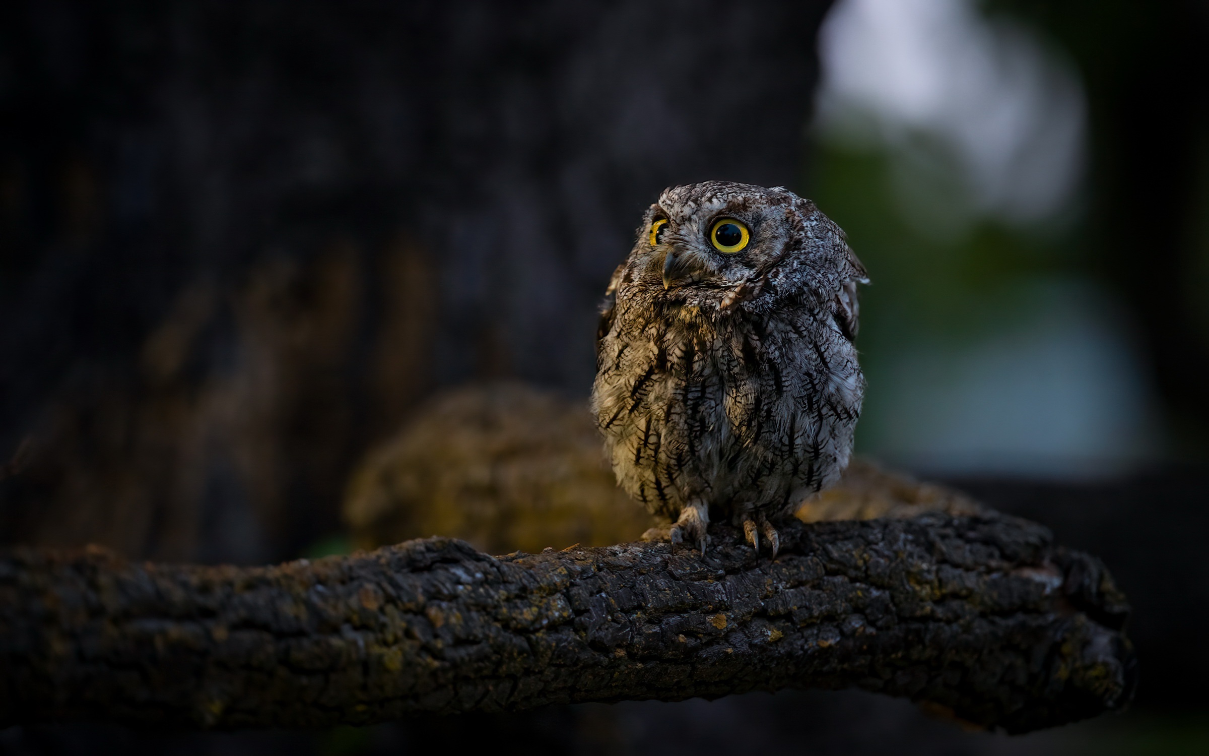 Download mobile wallpaper Birds, Owl, Animal, Western Screech Owl for free.