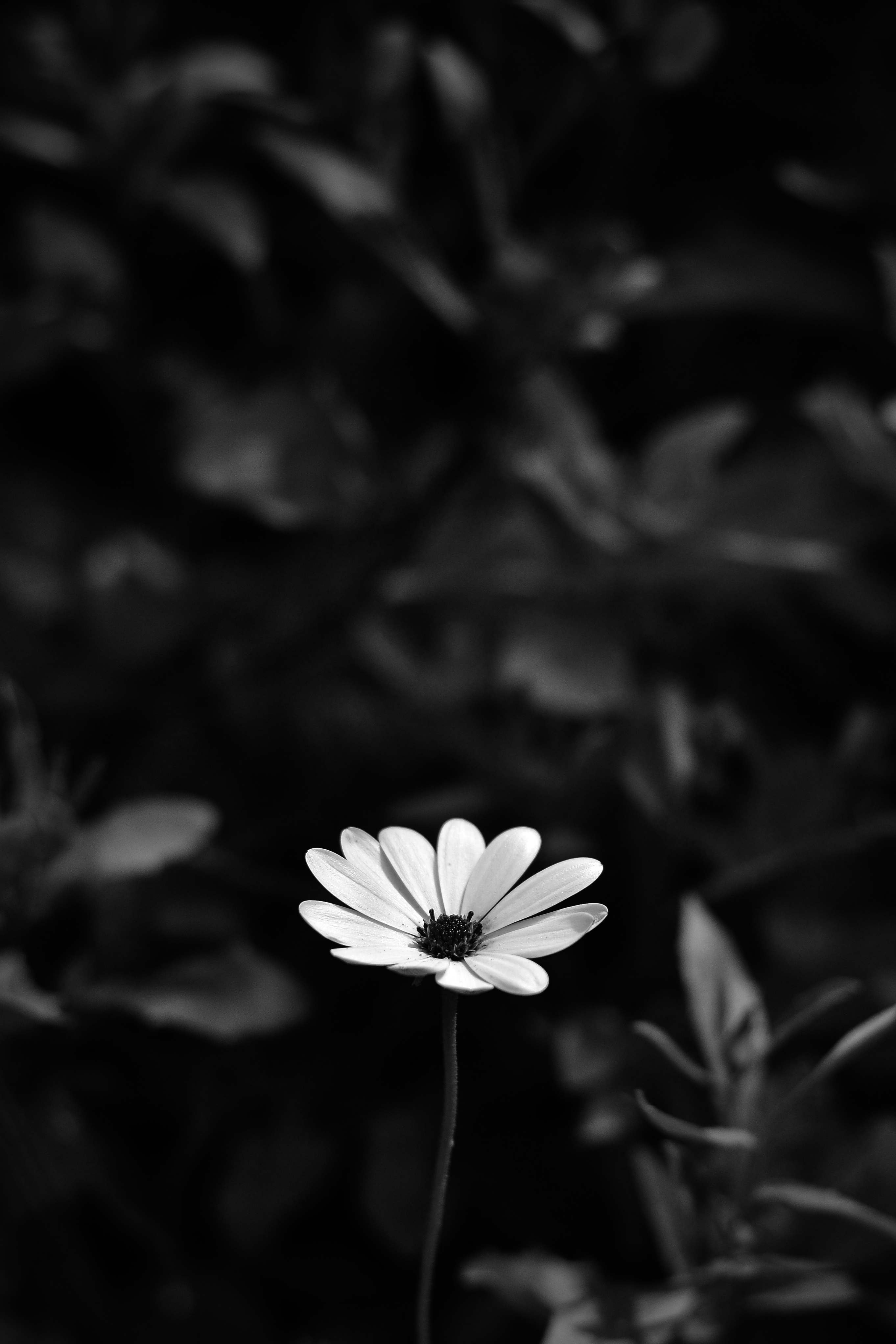 smooth, osteospermum, blur, flowers, flower, bw, chb wallpapers for tablet