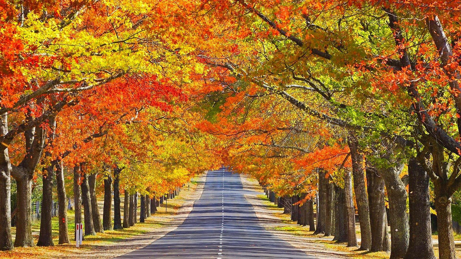 Скачать картинку Осень, Дорога, Дерево, Сделано Человеком, Обсаженный Деревьями в телефон бесплатно.