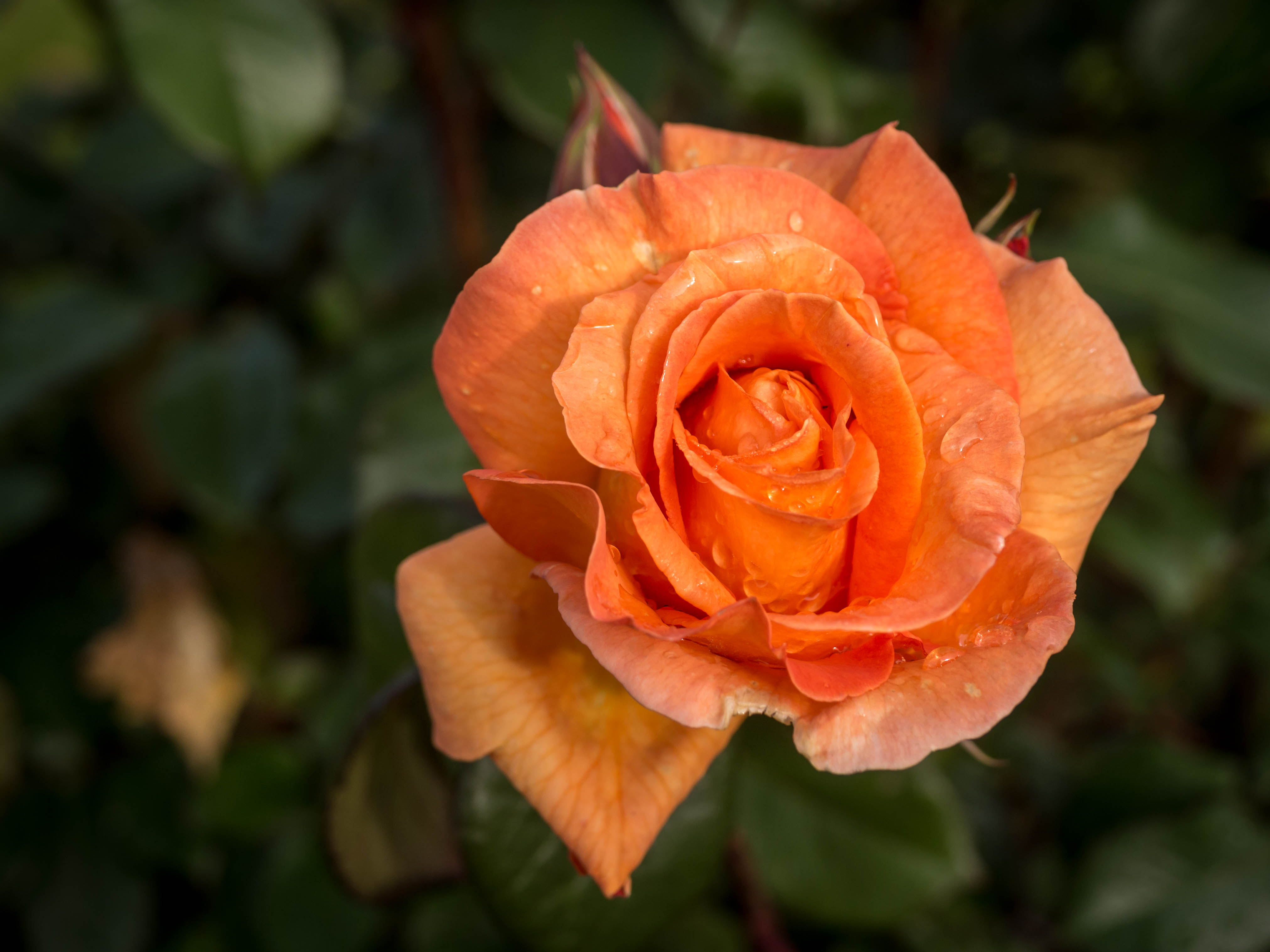 Téléchargez gratuitement l'image Fleurs, Rose, Fleur, La Nature, Terre/nature, Fleur De Pêcher sur le bureau de votre PC
