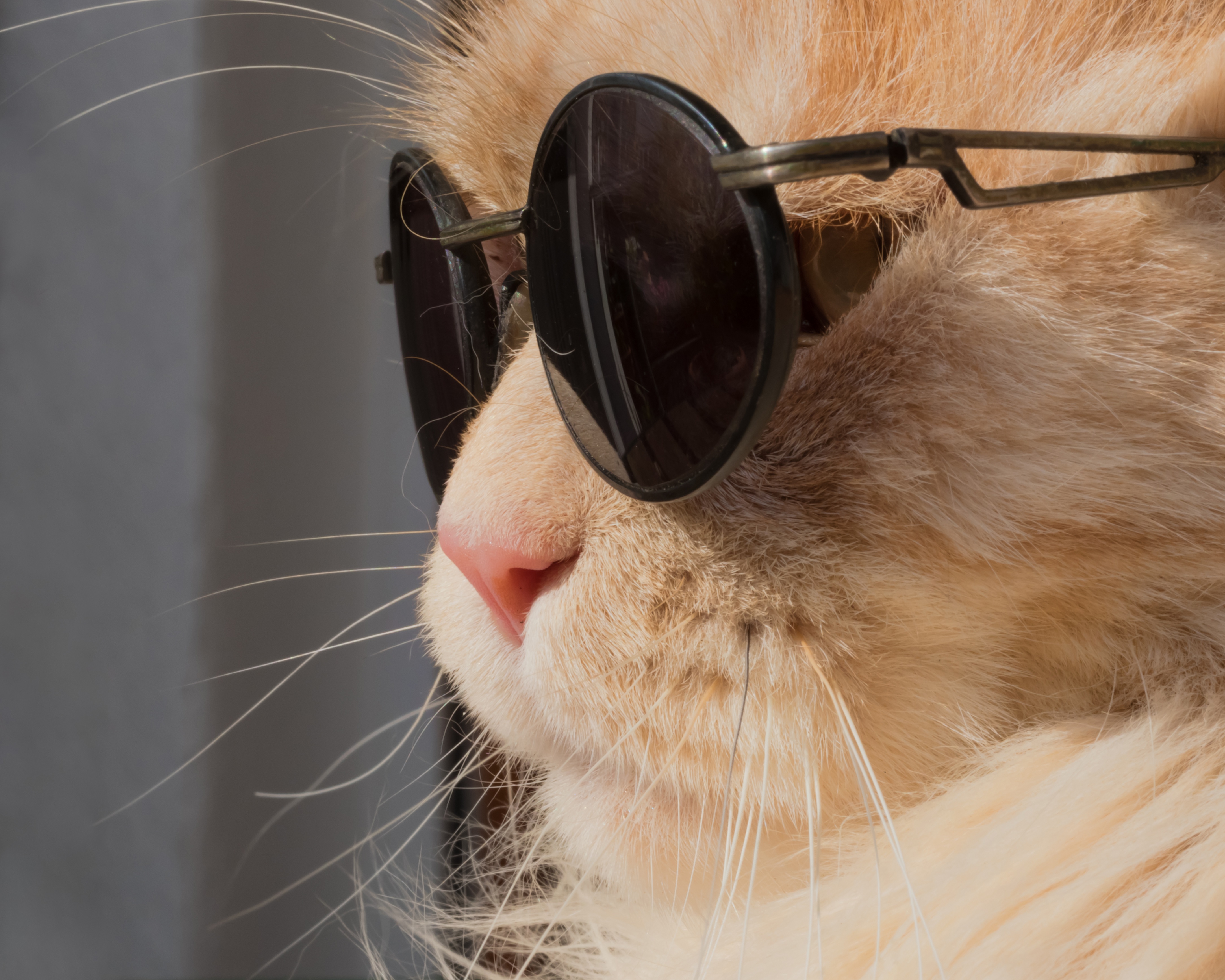 Free download wallpaper Cats, Cat, Muzzle, Close Up, Animal, Sunglasses on your PC desktop