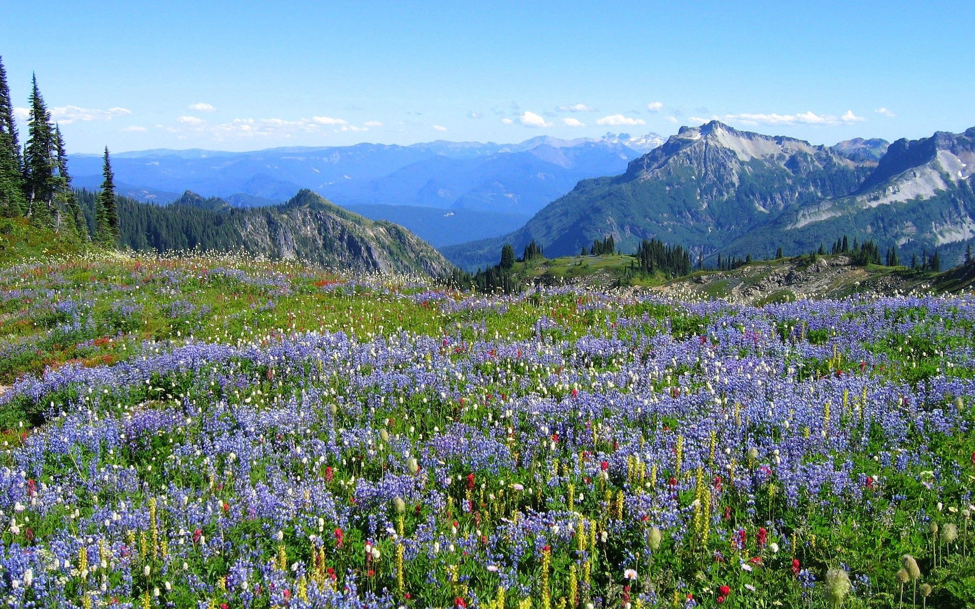 alps, nature, flowers, mountains, vegetation cellphone